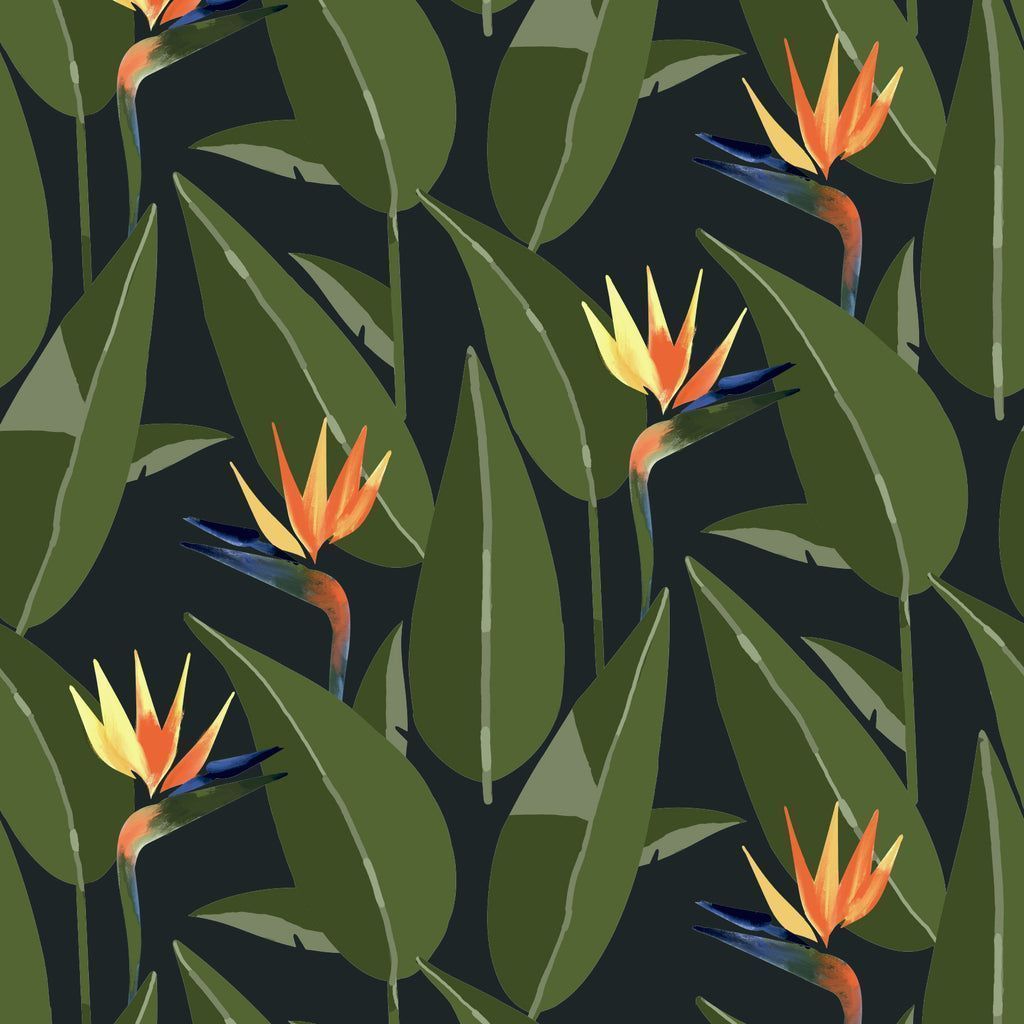 1024x1024 Dream Bird Wallpaper Montecolino