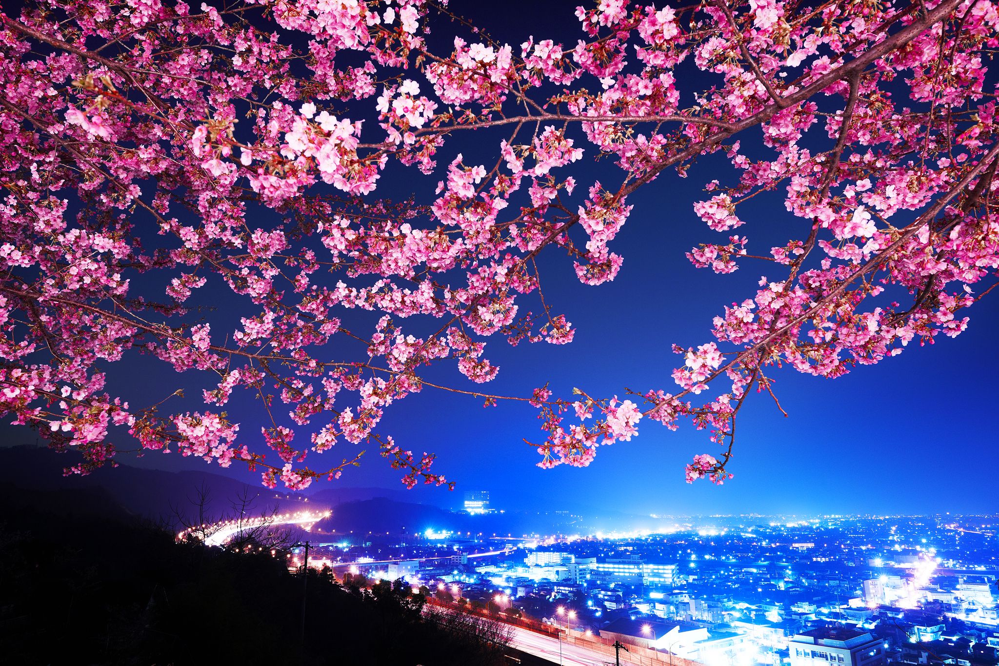 2048x1365 Wallpaper Japan, Sakura, highway, night city, cherry blossoms, Shin Mimura for mobile and desktop, section город, resolution 2048x1365
