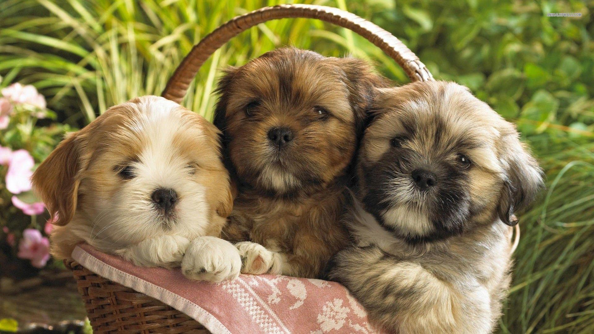 1920x1080 Shih Tzu Wallpaper