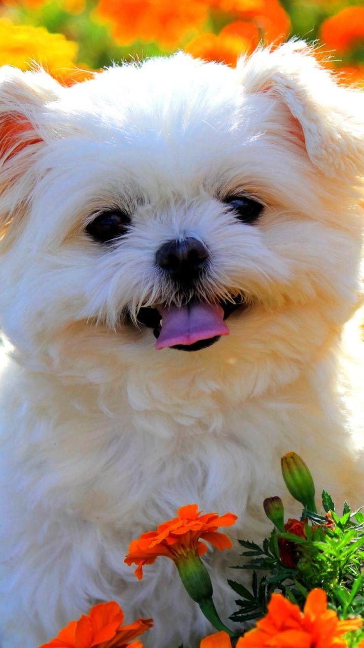 Shih Tzu Wallpapers - Top Free Shih Tzu Backgrounds - WallpaperAccess