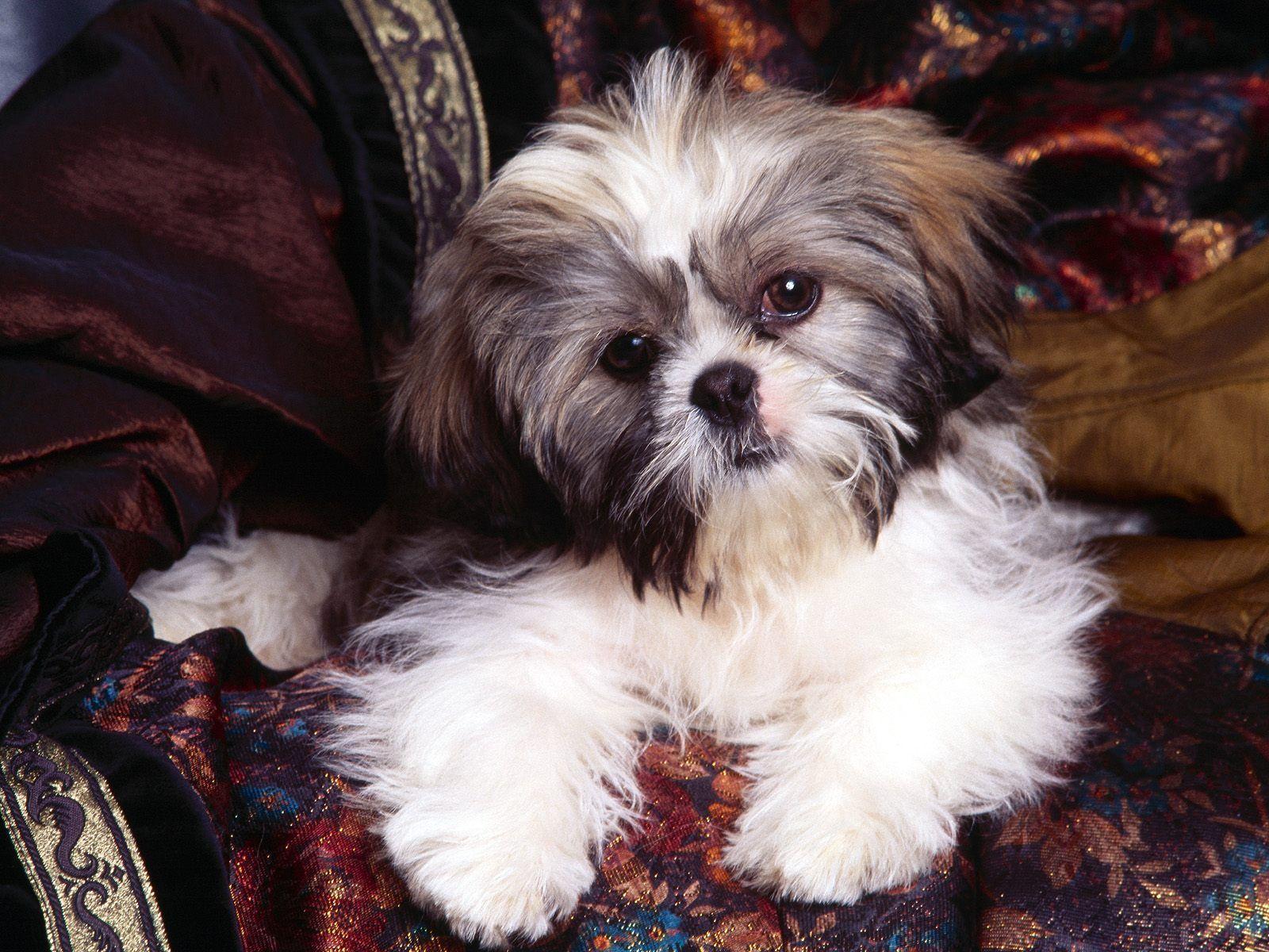 Young Shihtzu Puppy Sitting Inside Pink Shih Tzu Dog Toys Stock Photo  Background, Shih Tzu, Blue Fur, Cotton Candy Clouds Background Image And  Wallpaper for Free Download