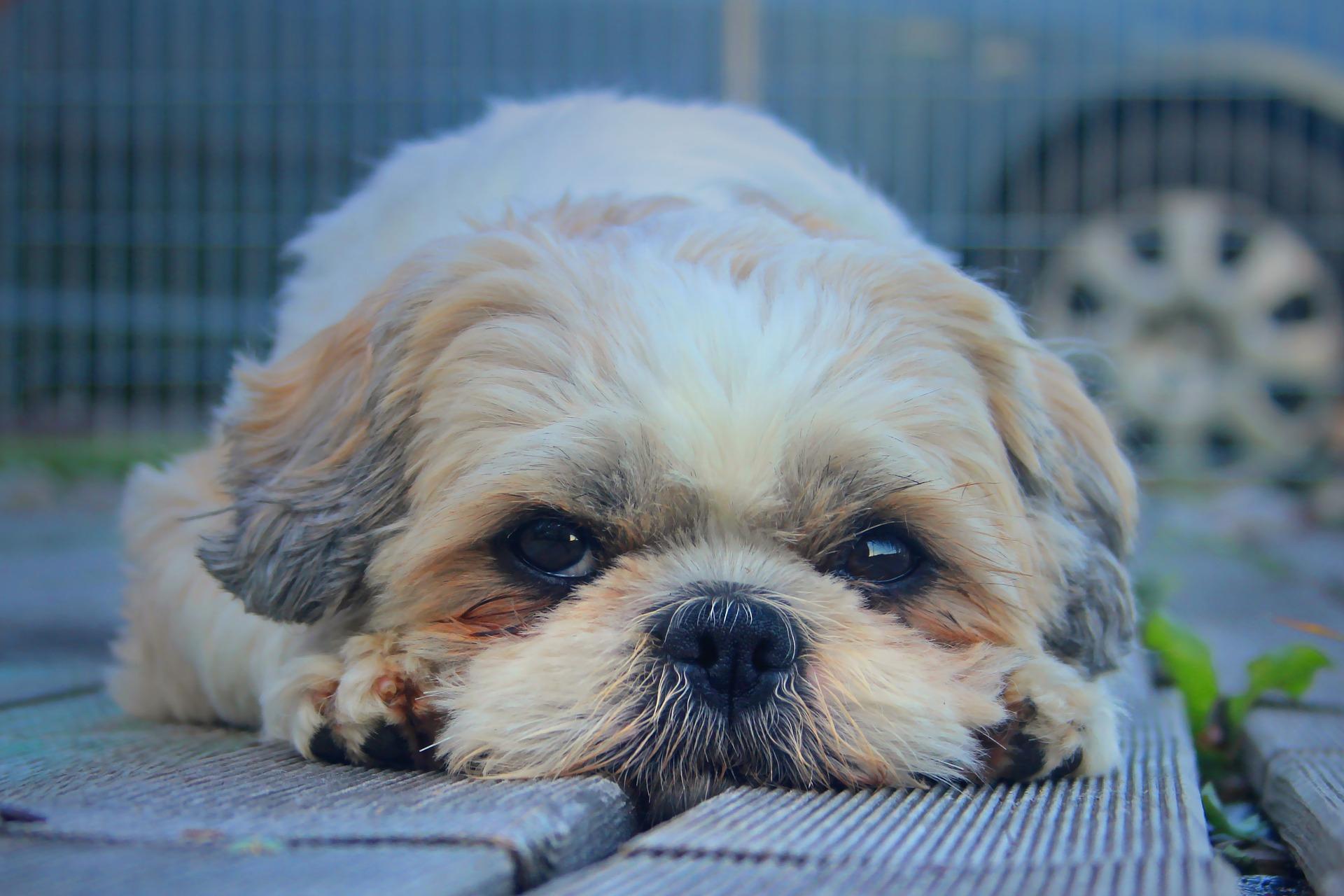 shih-tzu-wallpapers-top-free-shih-tzu-backgrounds-wallpaperaccess