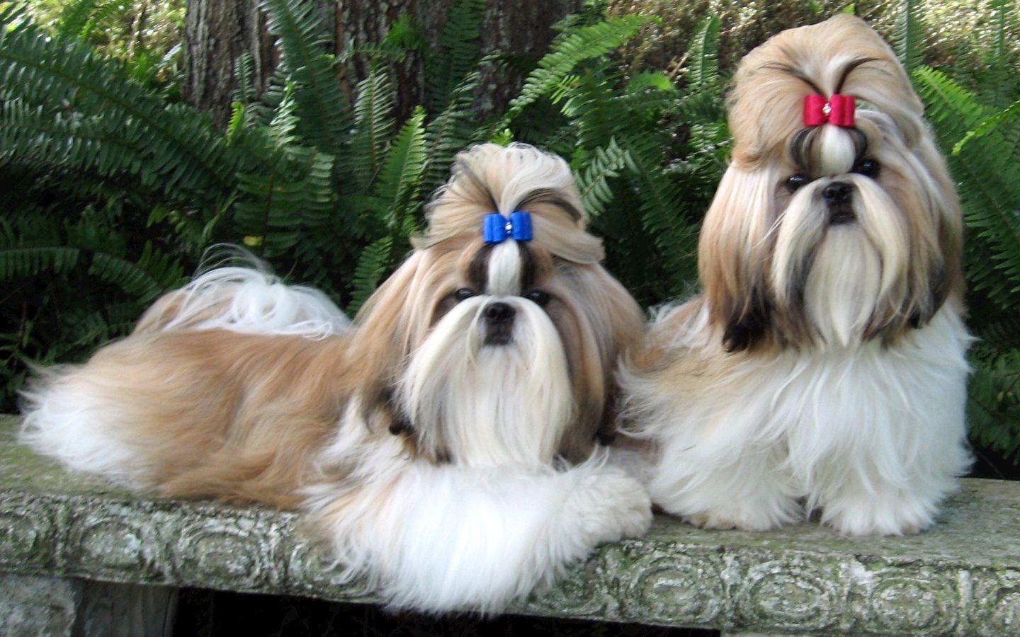 1440x900 Shih Tzu Wallpaper