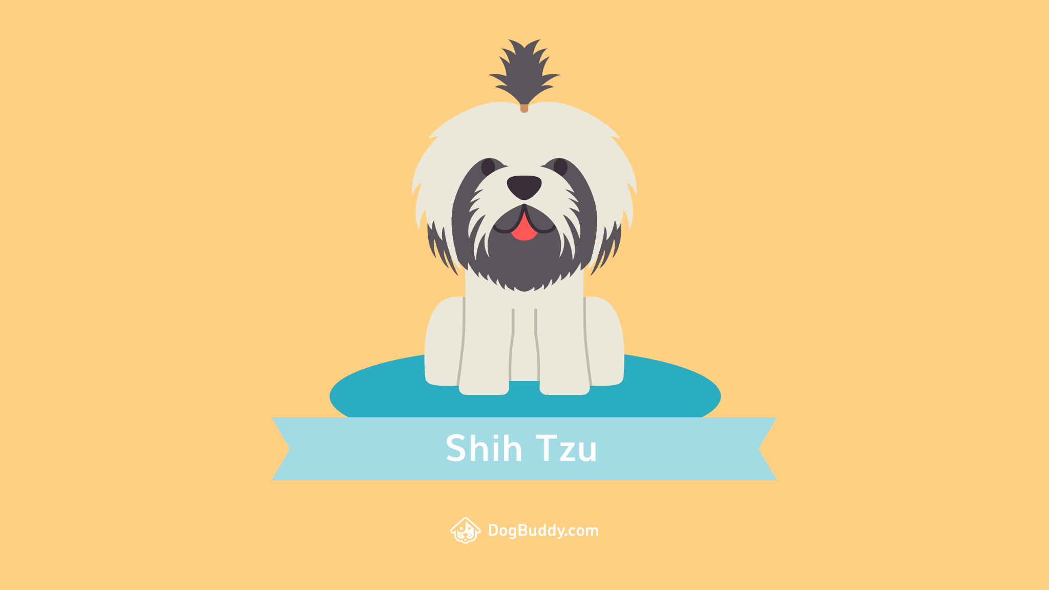 Shih Tzu Wallpapers - Top Free Shih Tzu Backgrounds - WallpaperAccess
