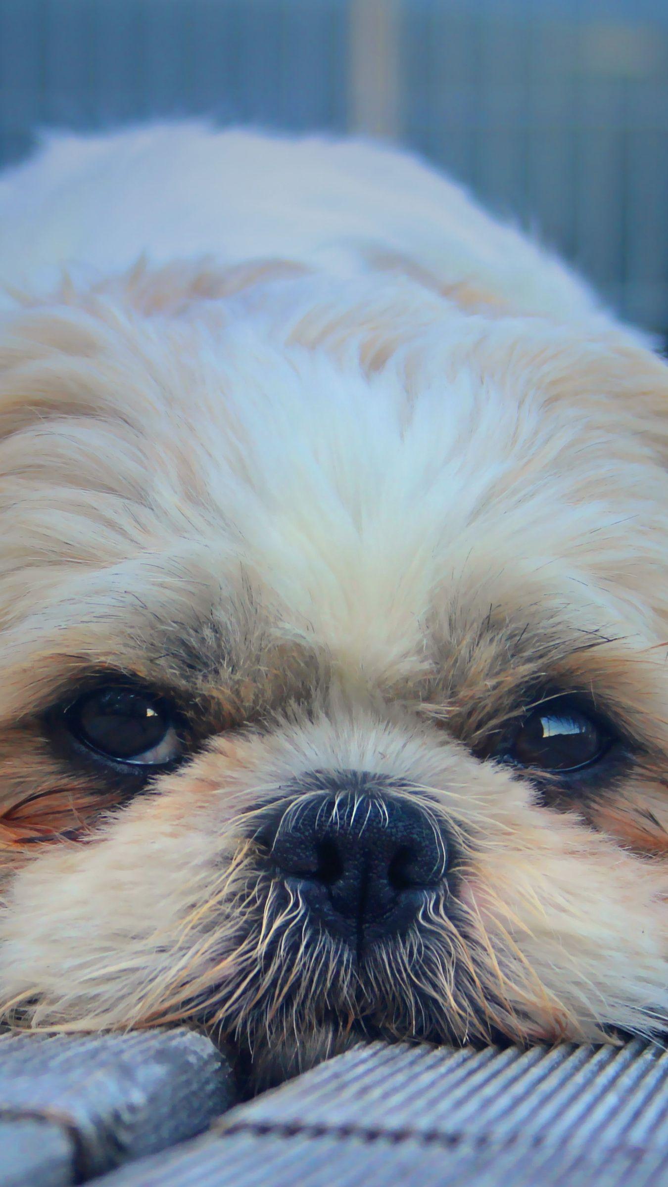 1350x2400 Download wallpaper 1350x2400 shih tzu, dog, muzzle, look, furry