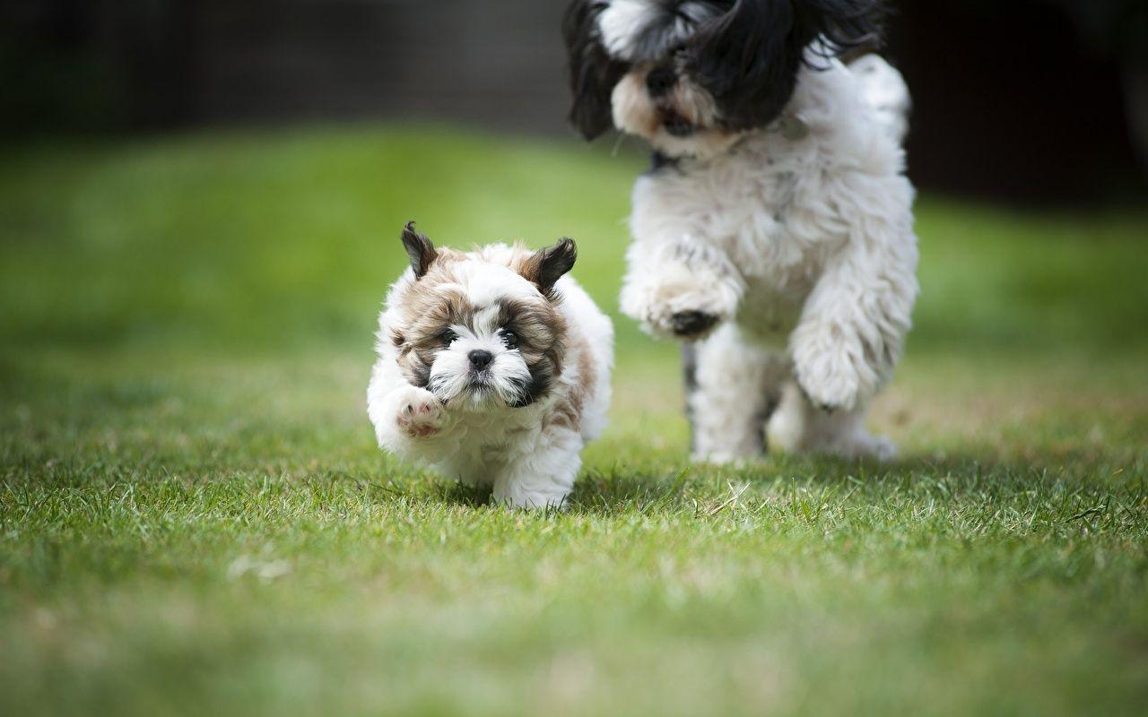 1280x800 Wallpaper Puppy Shih Tzu dog Run Two Grass animal