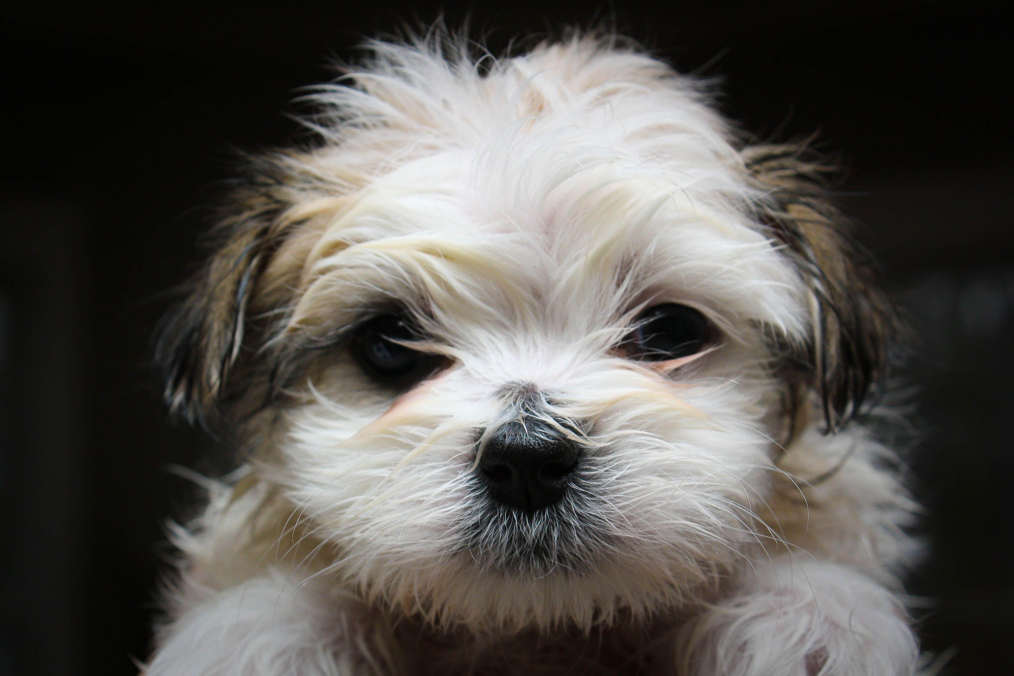 3352x2234 Shih Tzu Valentines Wallpaper