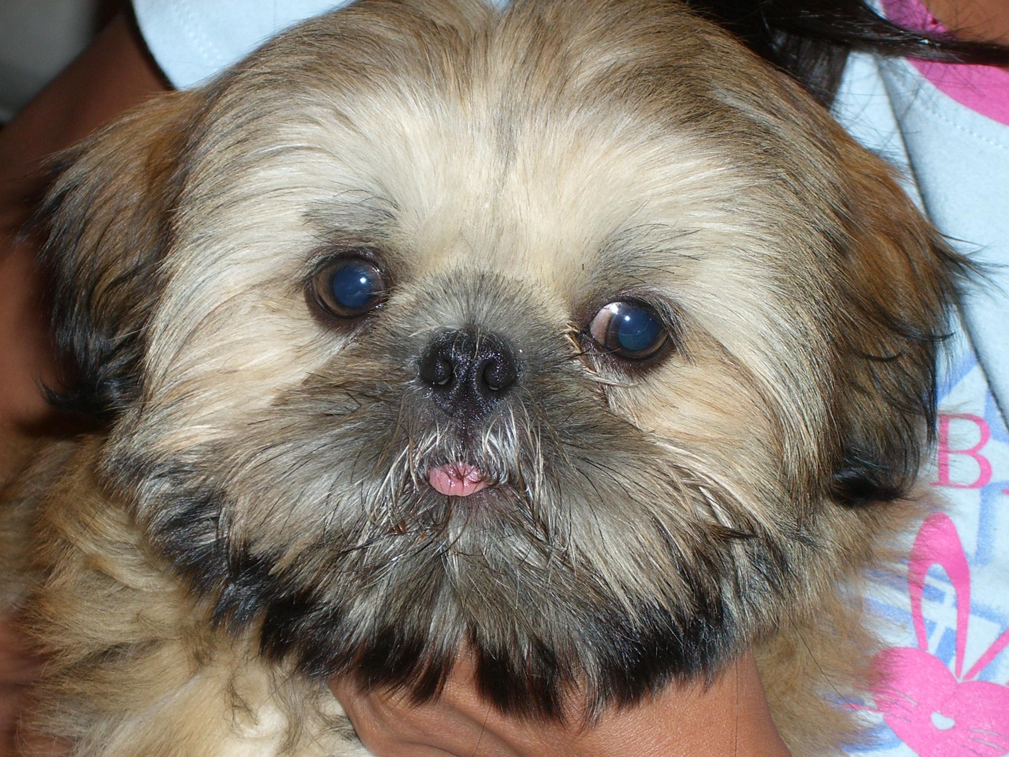 2048x1536 Shih Tzu Puppy HD desktop wallpaper : Widescreen : High Definition