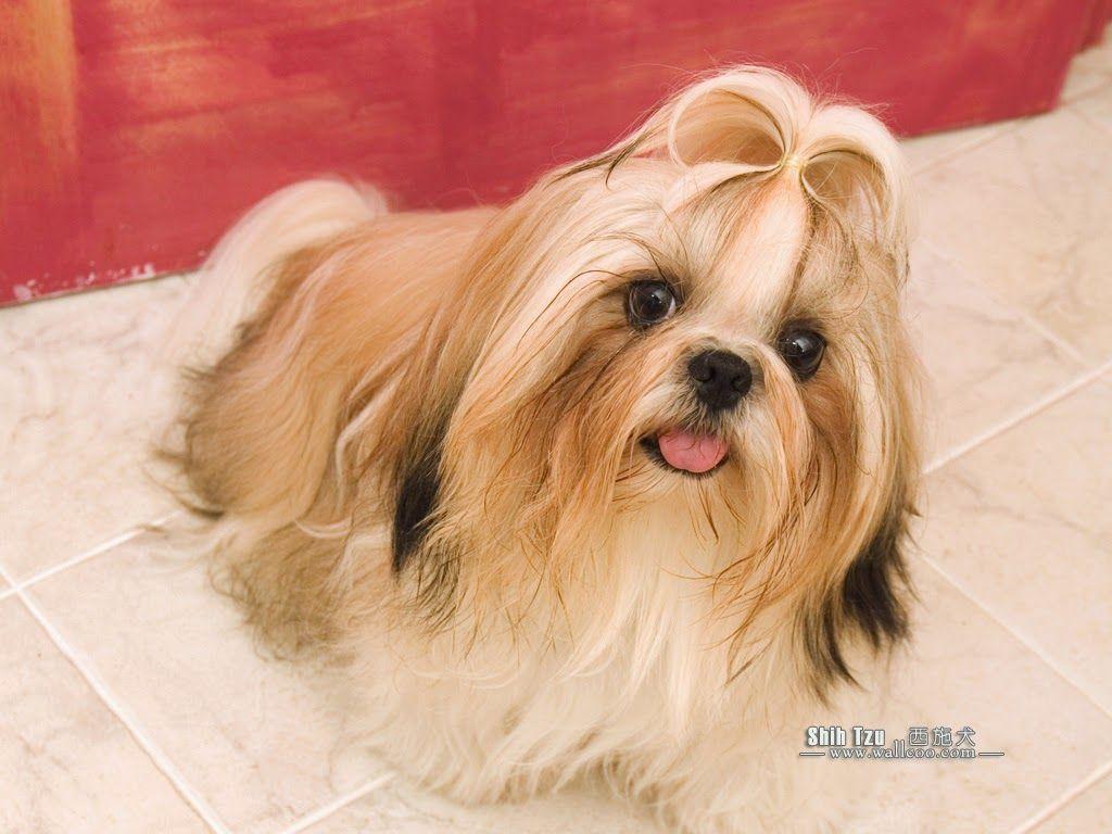 1024x768 Petstyle Wallpaper: Shih Tzu Wallpaper