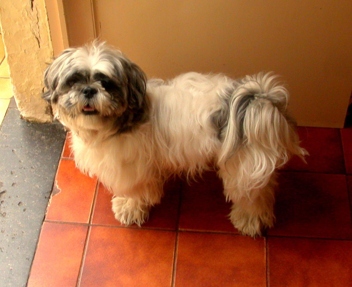 1202x980 Shih Tzu Background. Shih Tzu Wallpaper