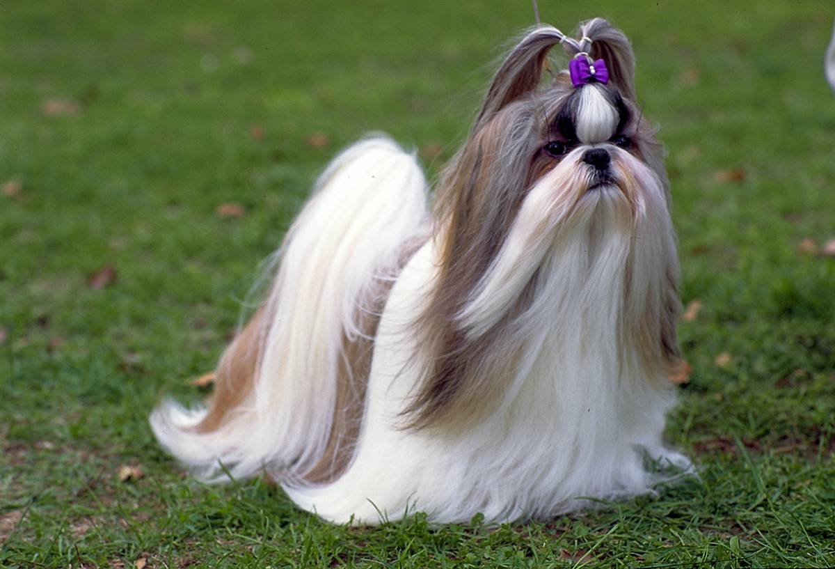 1200x817 Shih Tzu dog girl photo and wallpaper. Beautiful Shih Tzu dog girl
