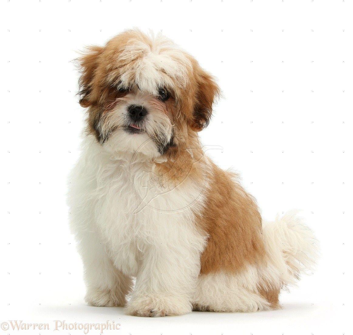 1163x1104 Shih Tzu Wallpaper