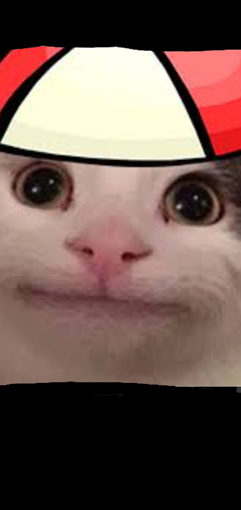 800x1689 Woman yelling meme, cat, funny, HD wallpaper