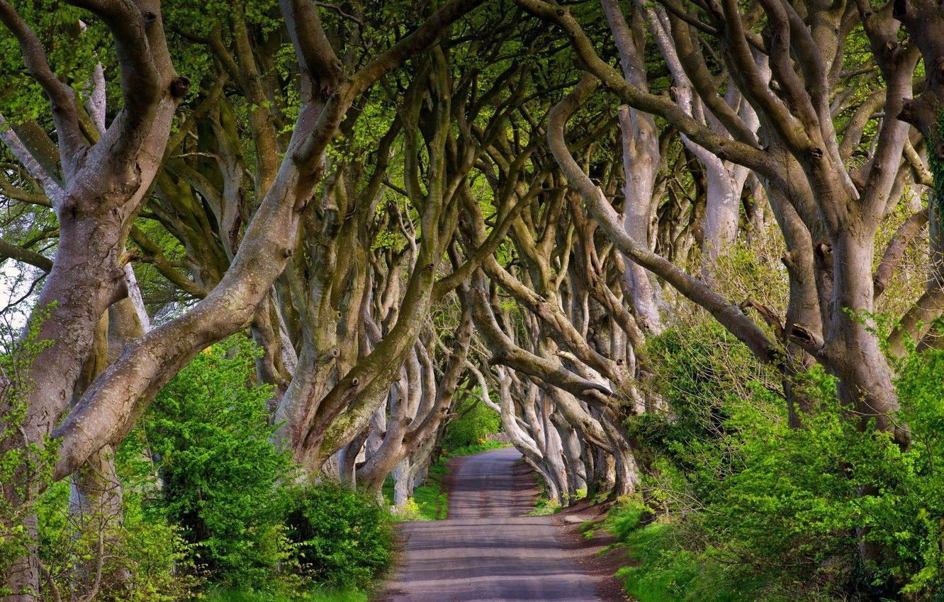 1332x850 Wallpaper road, trees, England, alley, England, beech, Northern