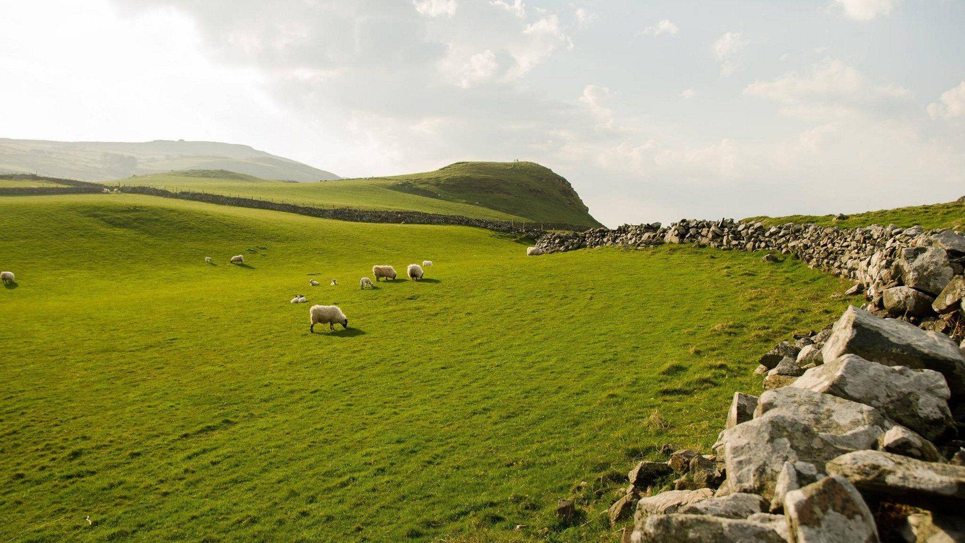 1920x1080 Sheep Grazing in Northern Ireland [1920x1080]