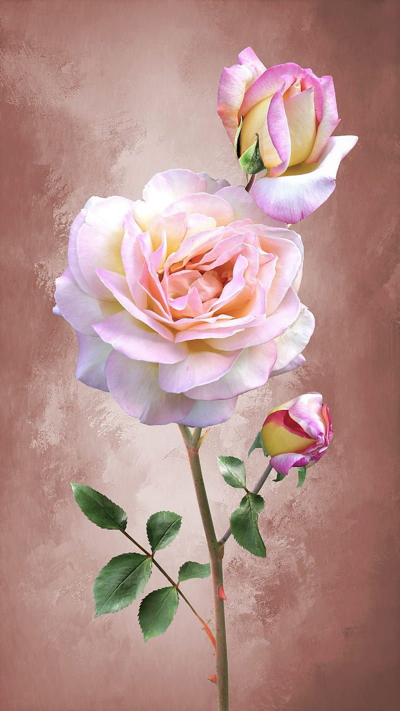 800x1421 HD pink rose art wallpaper