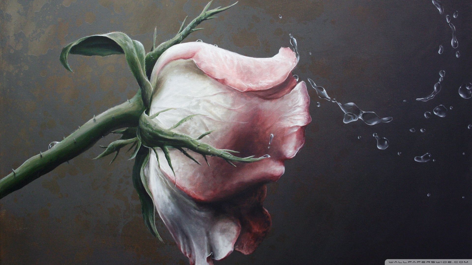 1920x1080 Download Artistic Rose HD Wallpaper