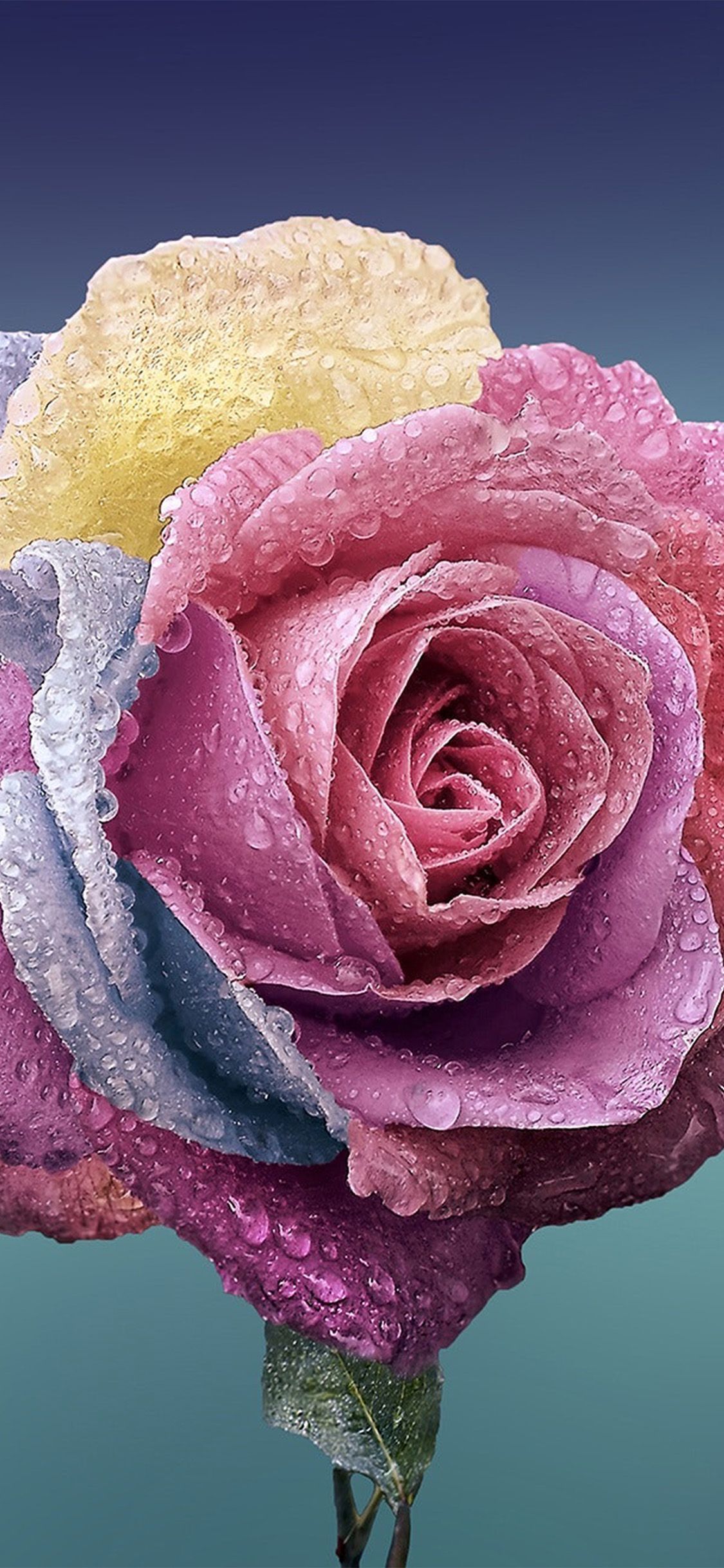 1125x2436 iPhone wallpaper. flower rose art illustration