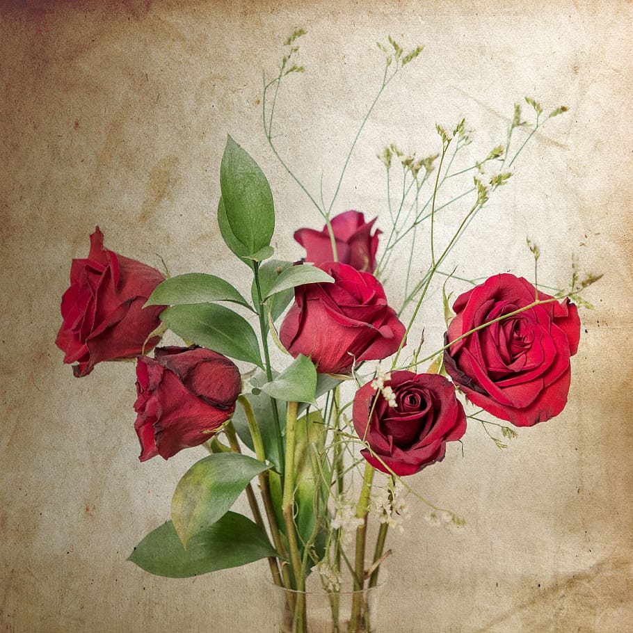 910x910 HD wallpaper: red roses painting, vintage, valentine, flowering plant, rose