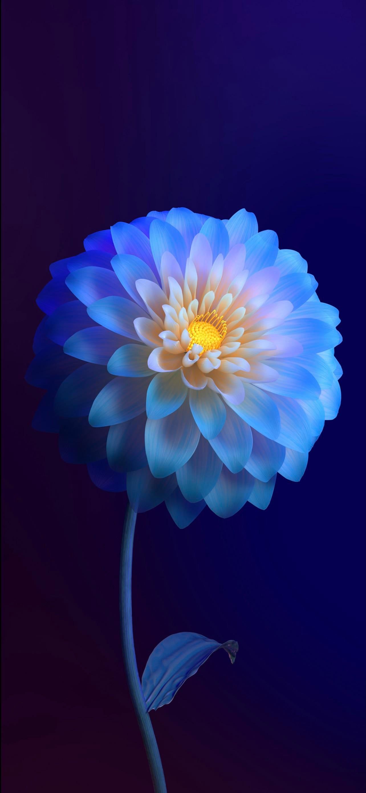 1284x2778 Mobile Vivo Wallpaper Free High Quality Background