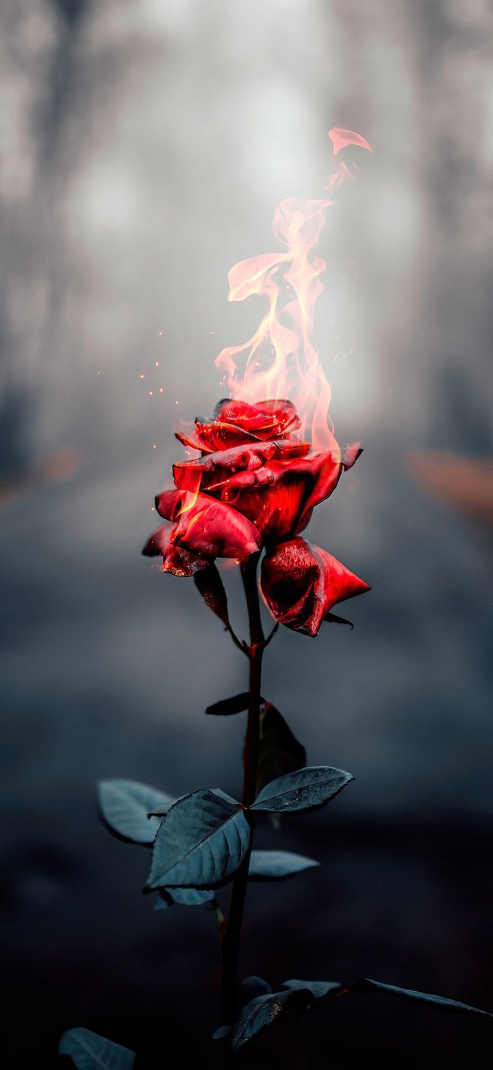 720x1560 Cool Beautiful Flaming Rose