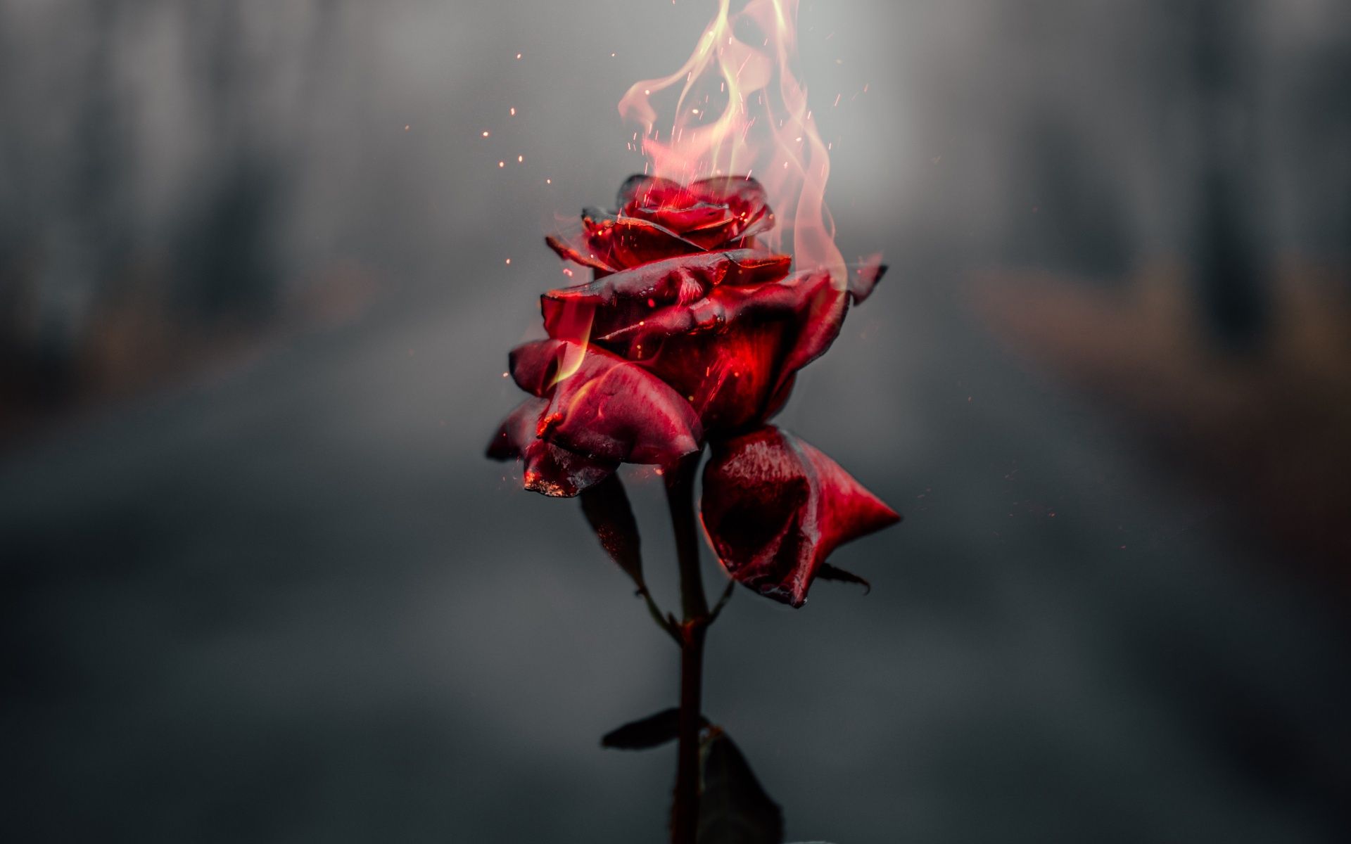 1920x1200 Rose flower Wallpaper 4K, Fire, Burning, Dark, Aesthetic