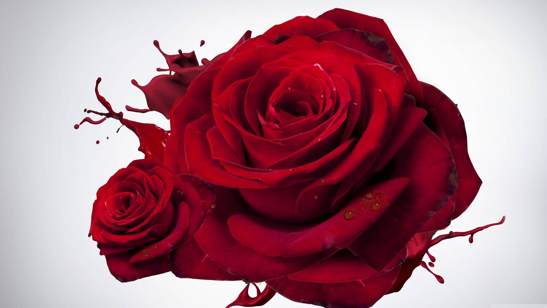 1920x1080 4k Rose Wallpaper