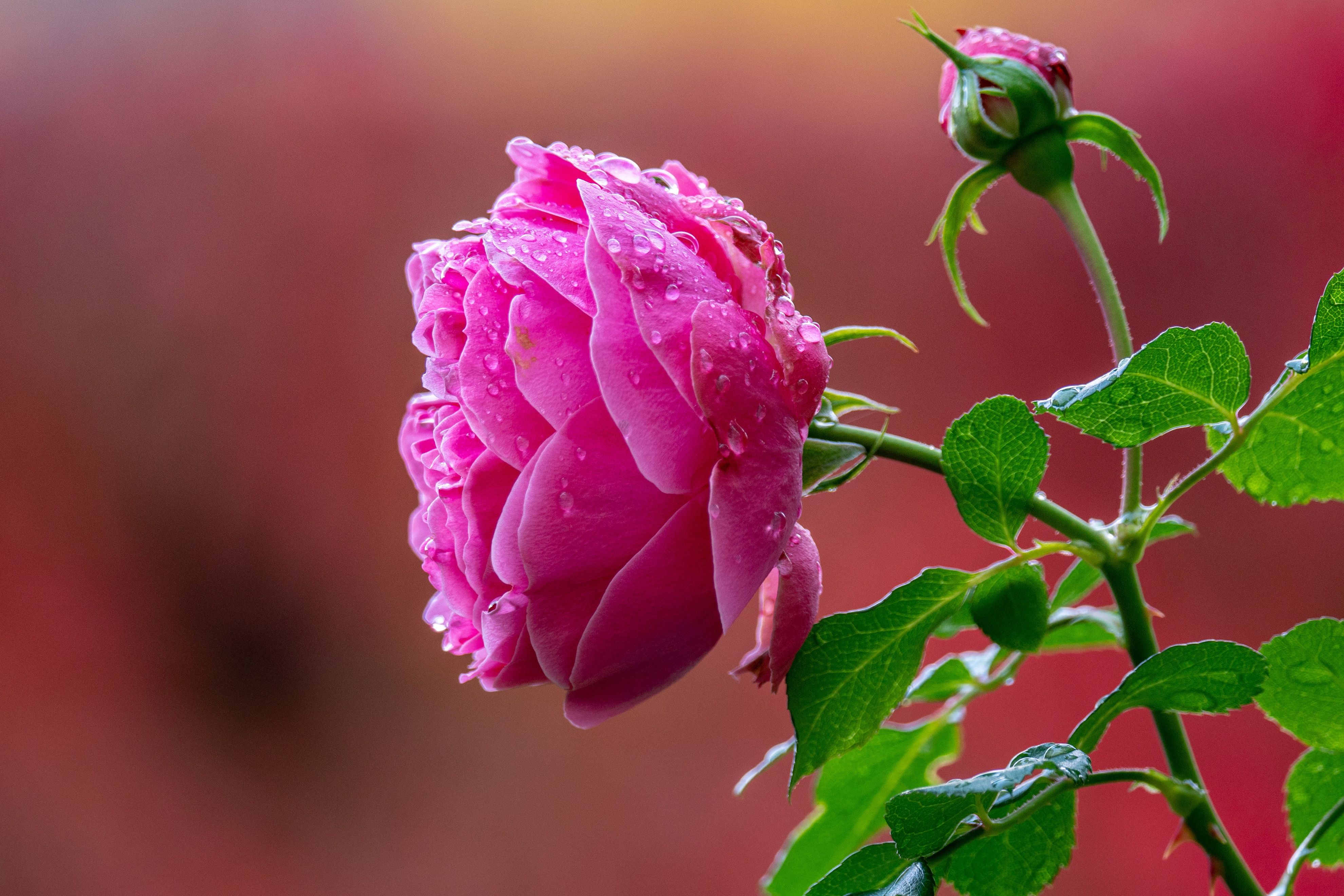 3960x2640 Download Bud Petal Water Drop Pink Rose Pink Flower Nature Rose 4k Ultra HD Wallpaper