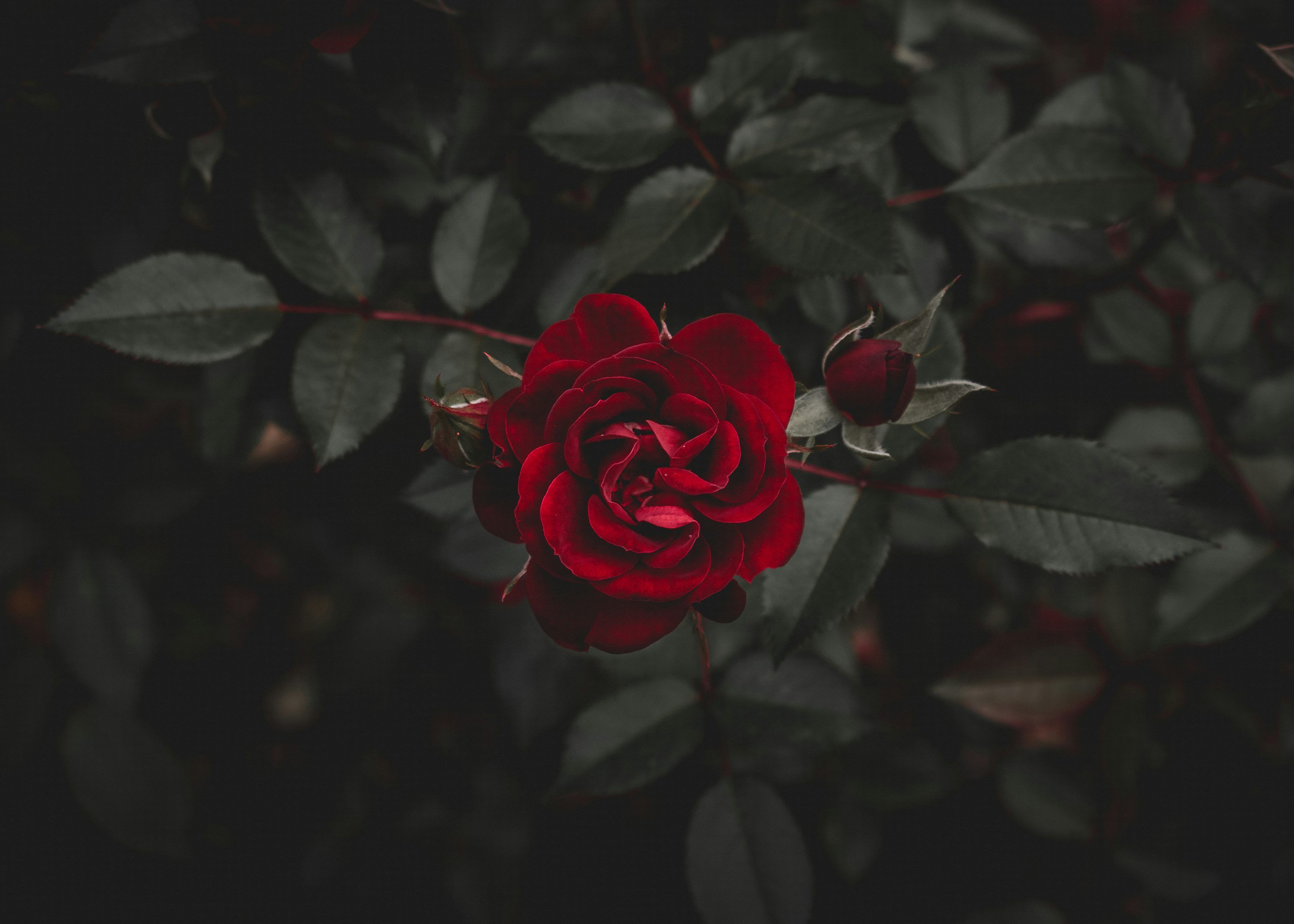 3000x2143 Rose Wallpaper: Free HD Download [HQ]