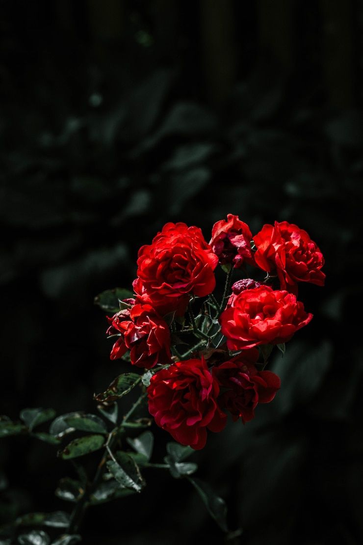 740x1110 Red Rose 4k Wallpaper Image