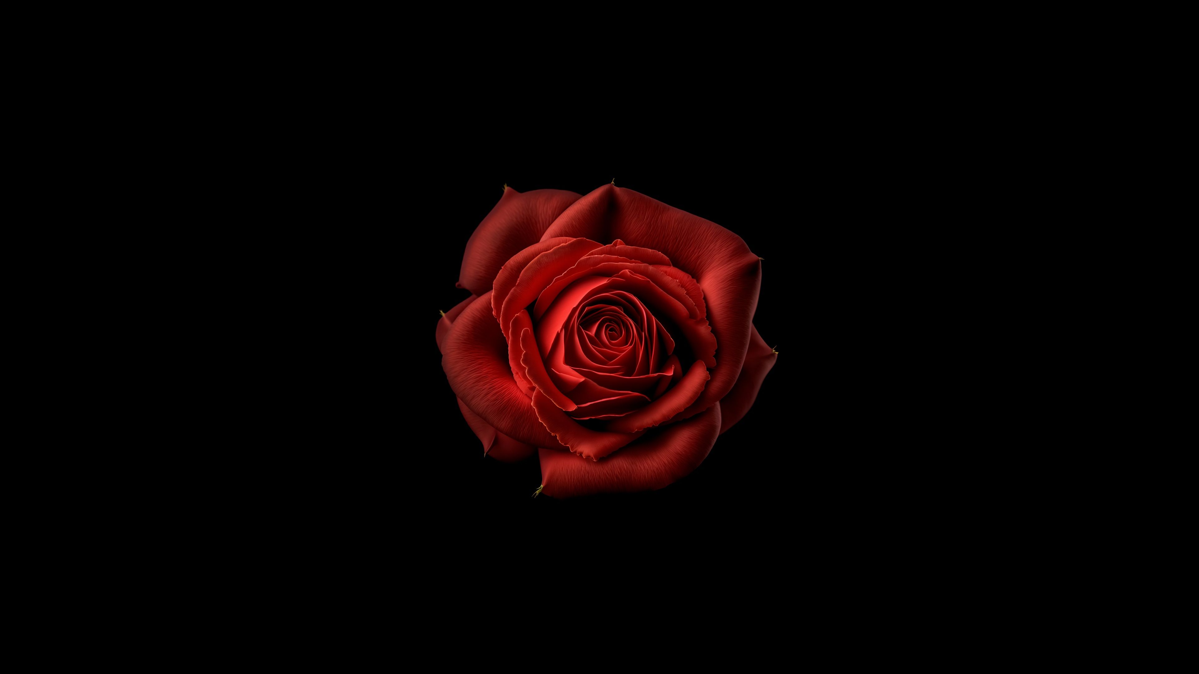 3840x2160 Red flower Wallpaper 4K, Red Rose, Black background, 5K