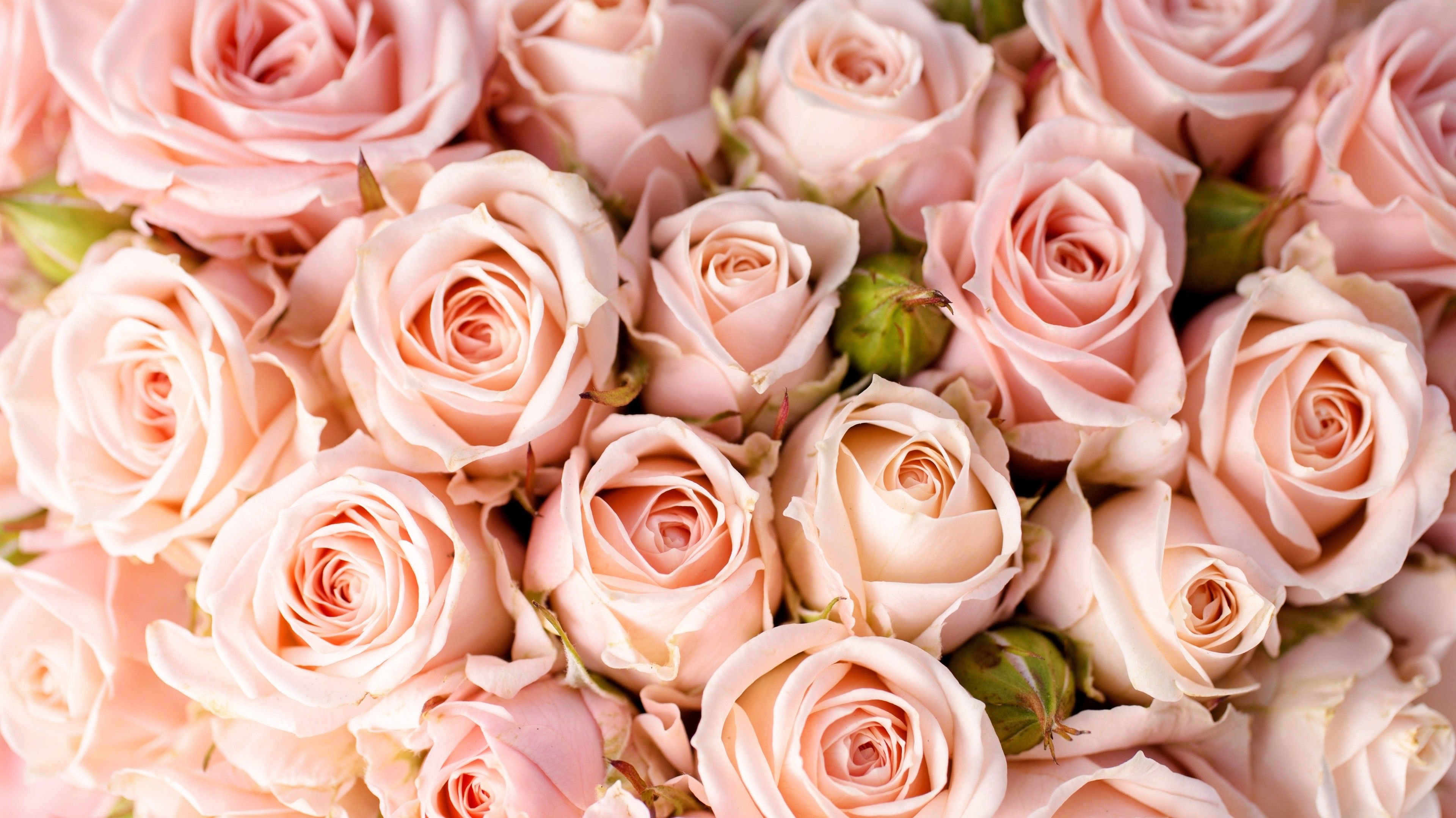 3840x2160 Roses, 4k, flowers, pink HD Wallpaper