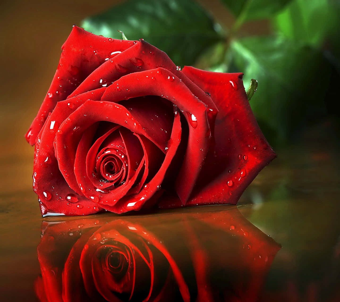1440x1280 Red Rose Wallpaper