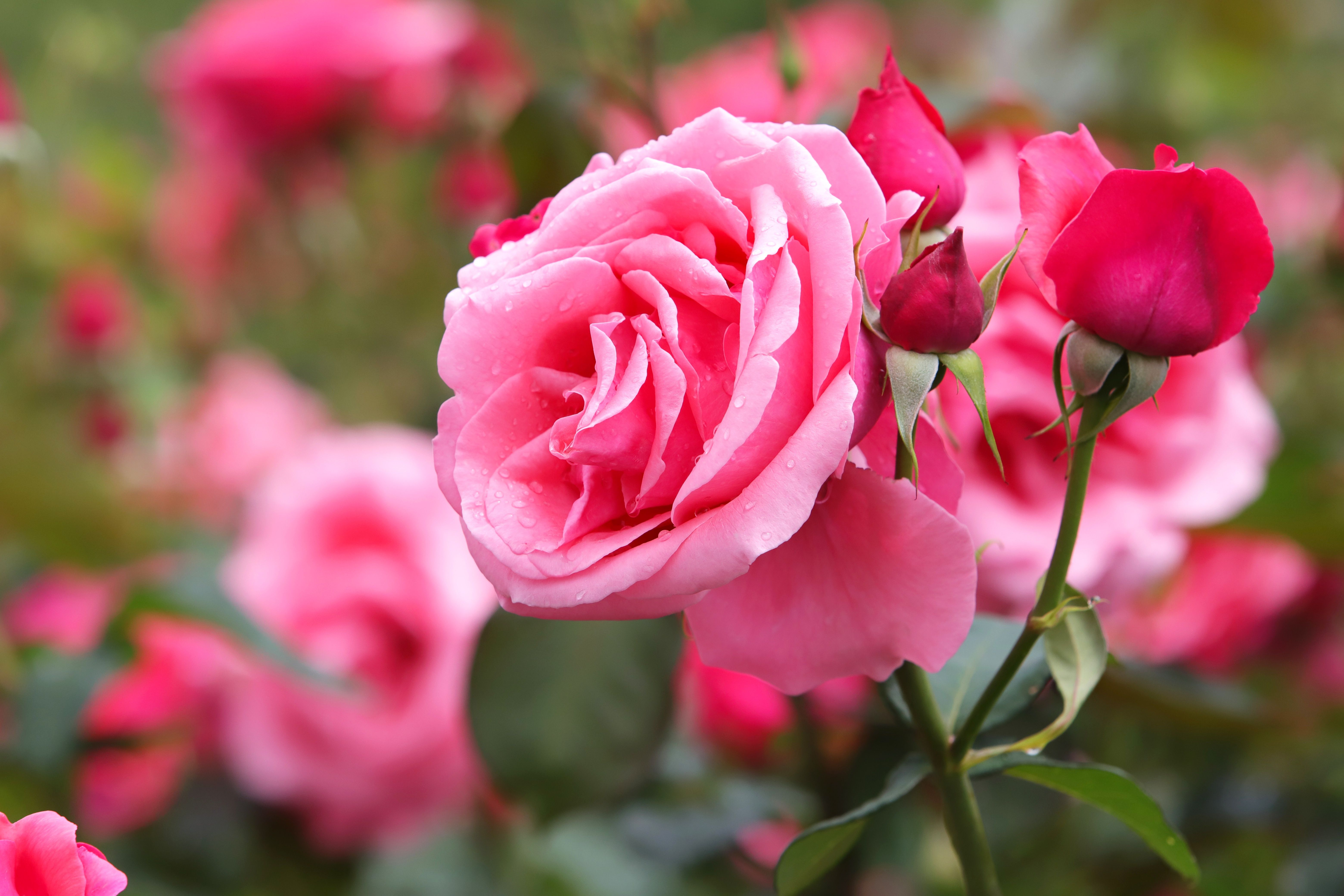 6240x4160 Rose 4K, Pink Flower, Pink Rose, HD Wallpaper
