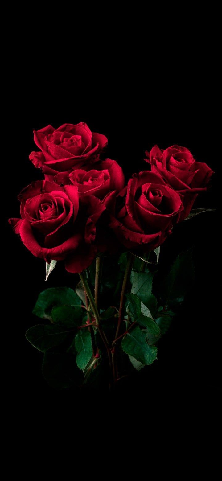 720x1560 Bouquet Of Red Roses In A Dark Room 4K Wallpaper [2610x5655] and [1080x2340]