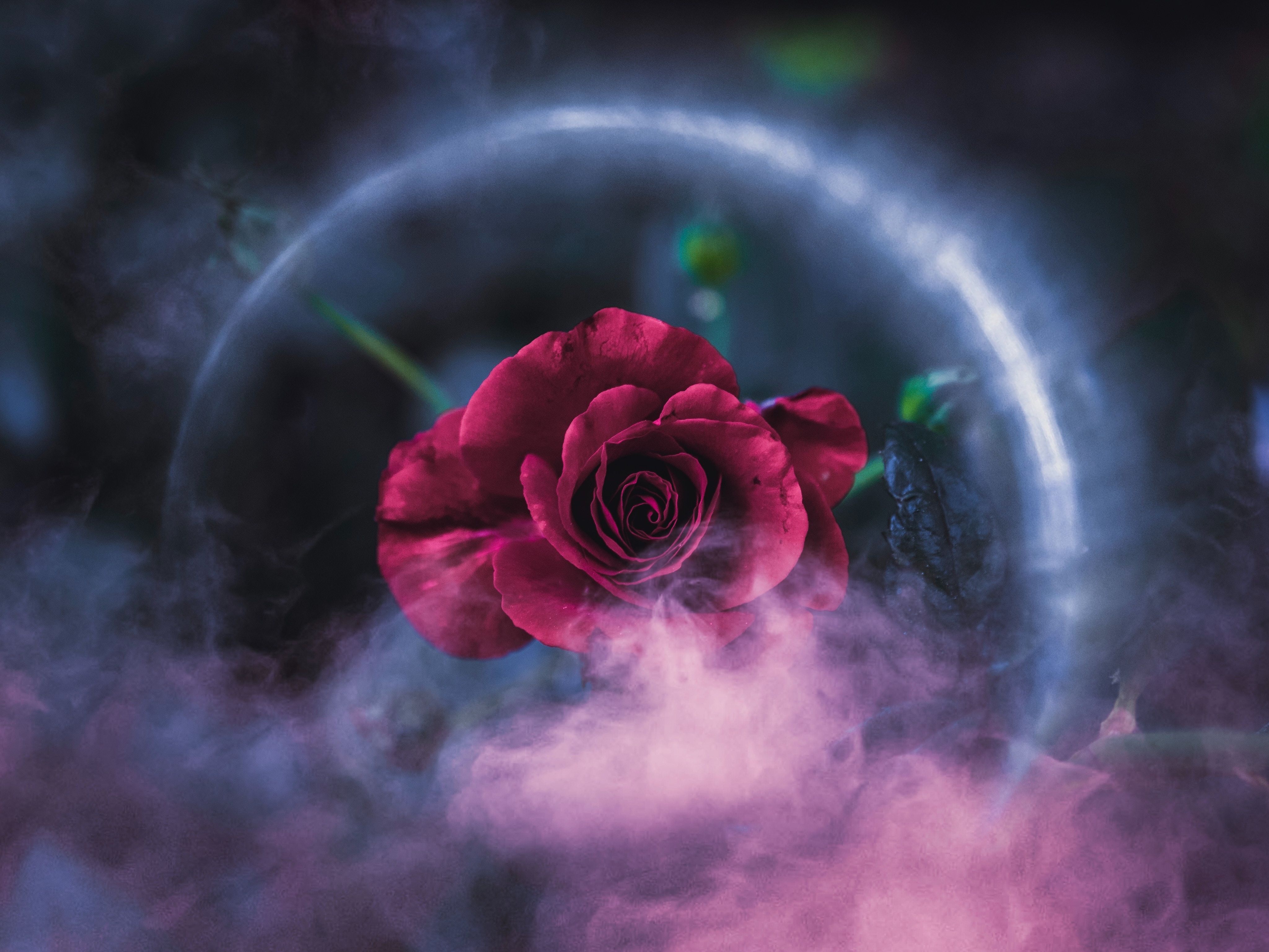 4096x3072 Rose Dreamy 4k Wallpaper, HD Flowers Wallpaper, 4k Wallpaper, Image, Background, Photos and Picture