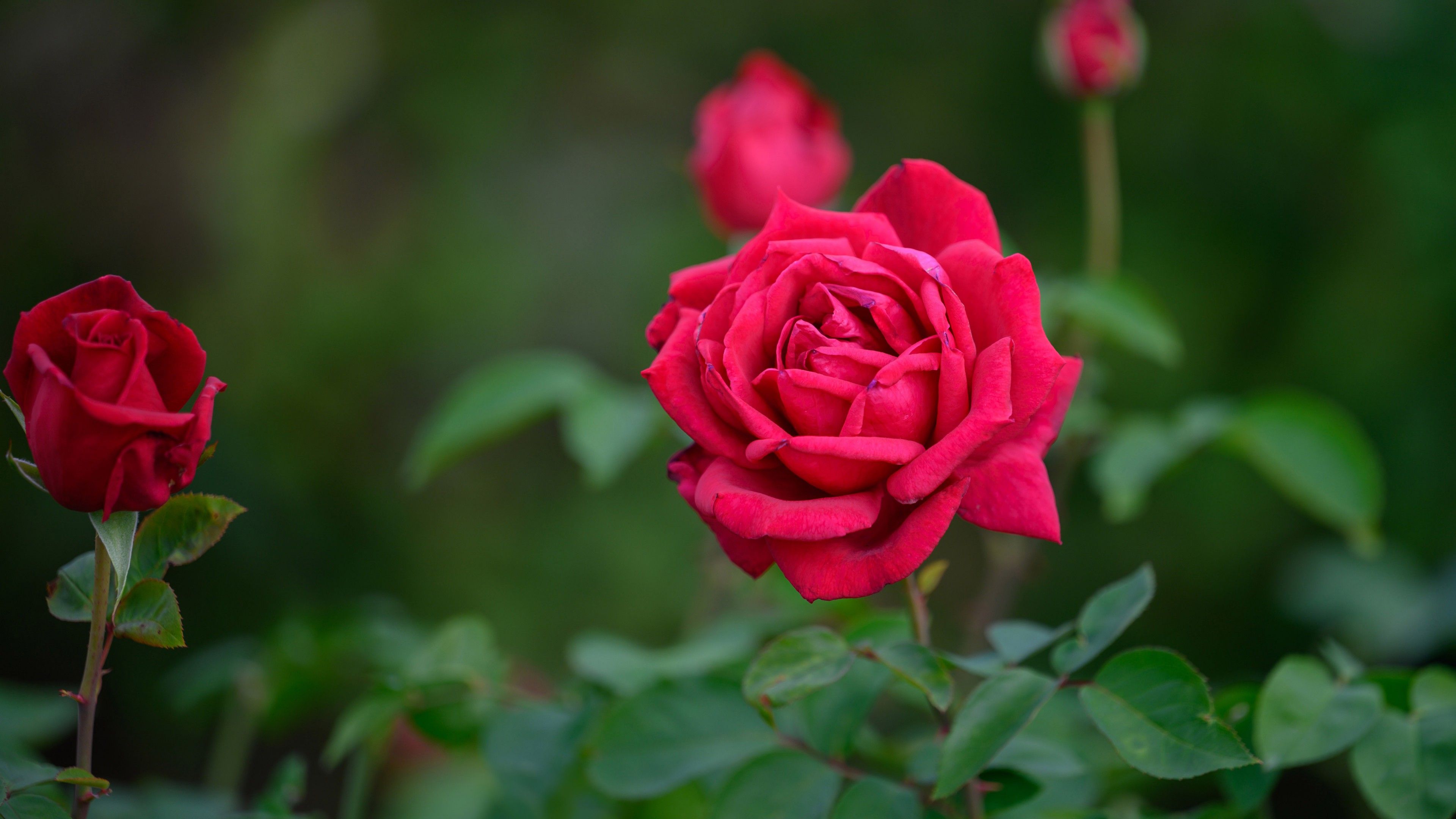 3840x2160 Dark Pink Rose Flower With Leaves In Buds With Leaves Background 4K 5K HD Flowers Wallpaper