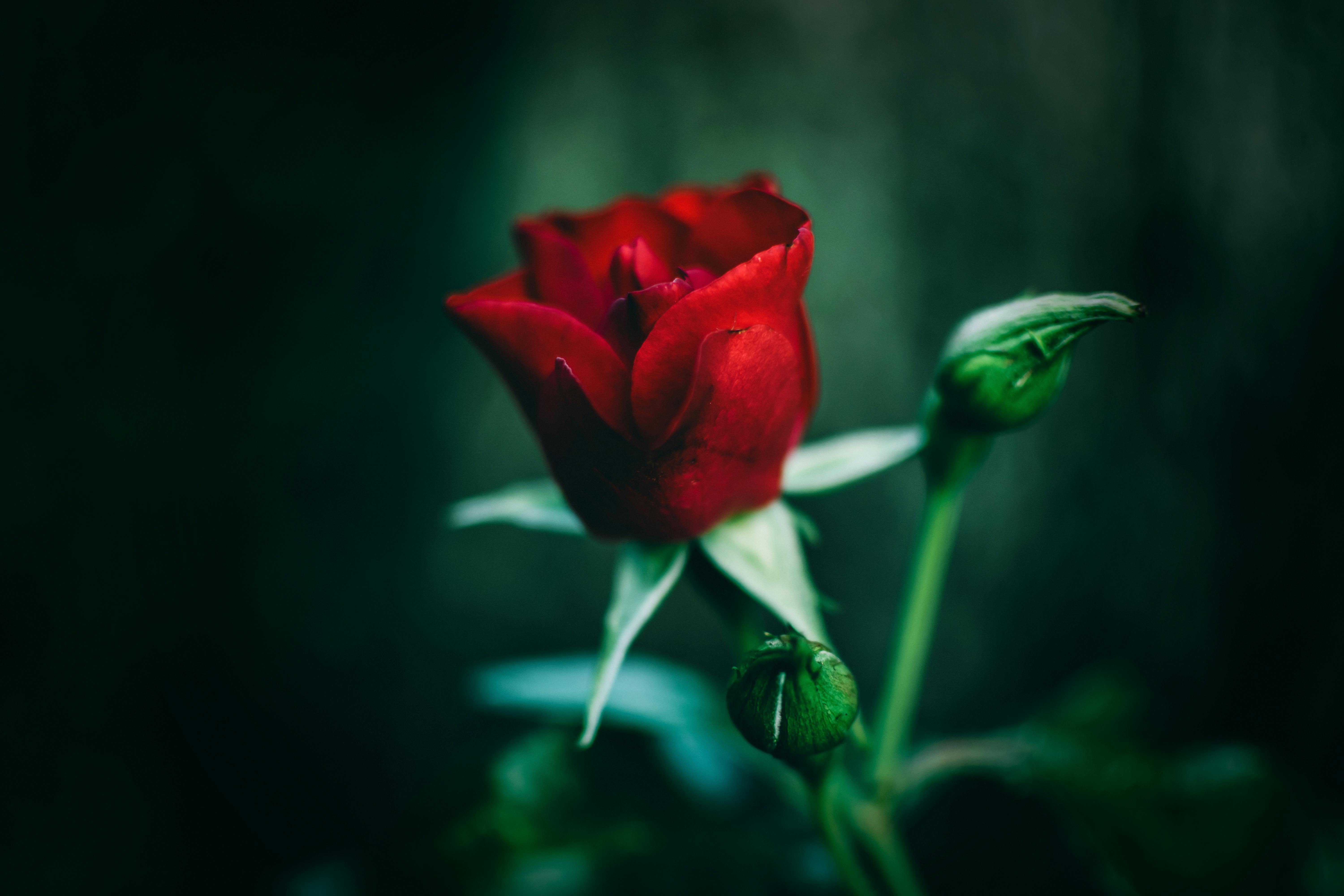 6000x4000 Close Up Photography Of Red Rose · Free