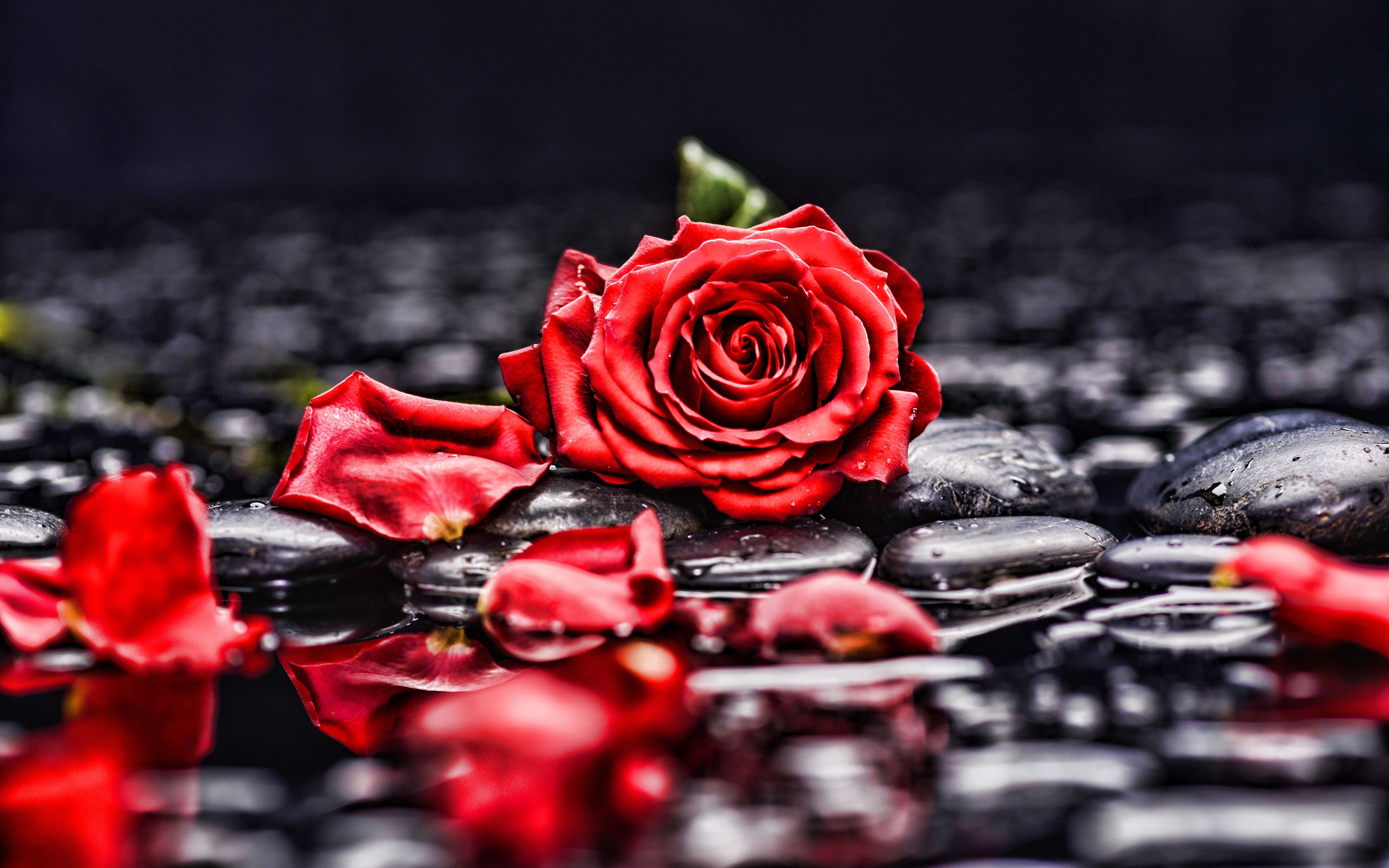 3840x2400 Download Petal Stone Red Rose Red Flower Flower Nature Rose 4k Ultra HD Wallpaper