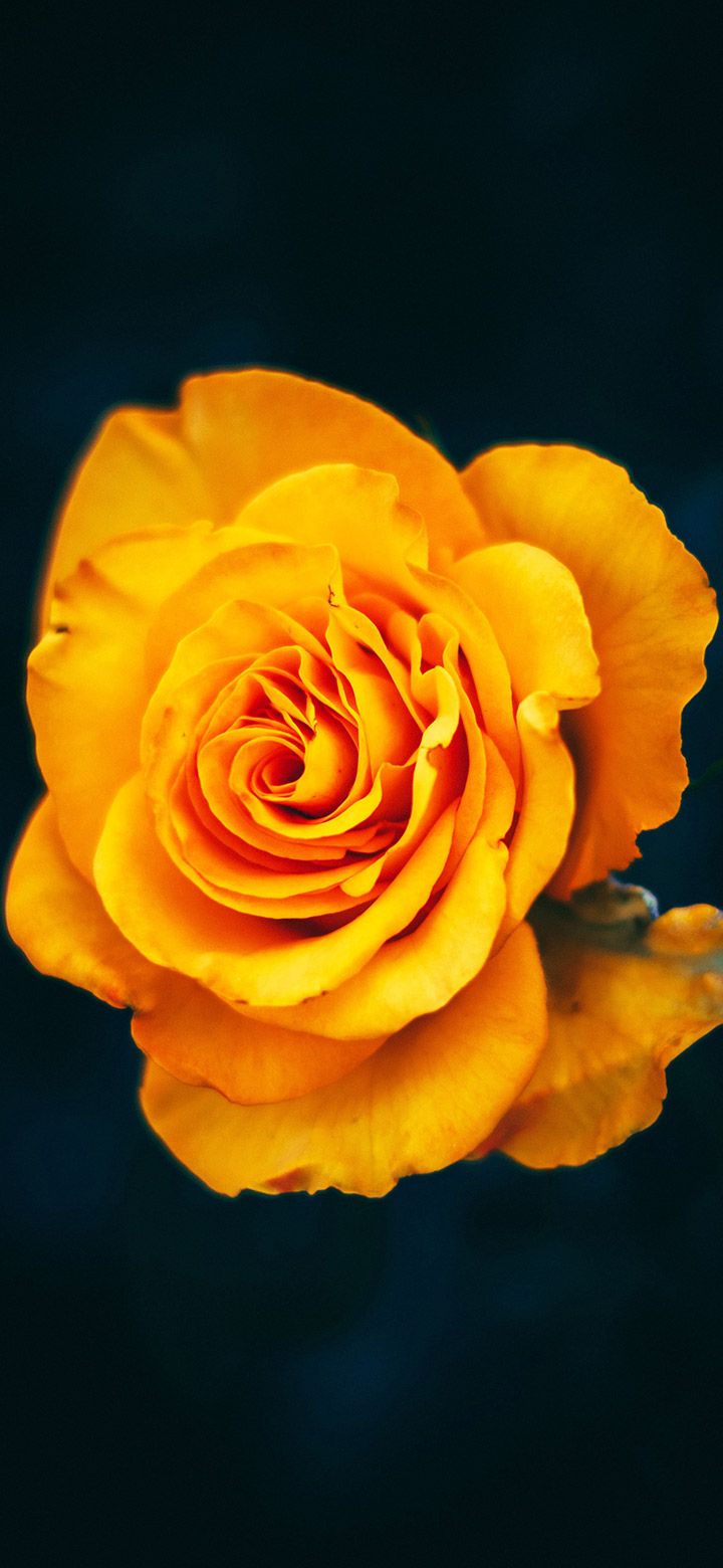 720x1560 Beautiful Yellow Rose 4K Phone Wallpaper