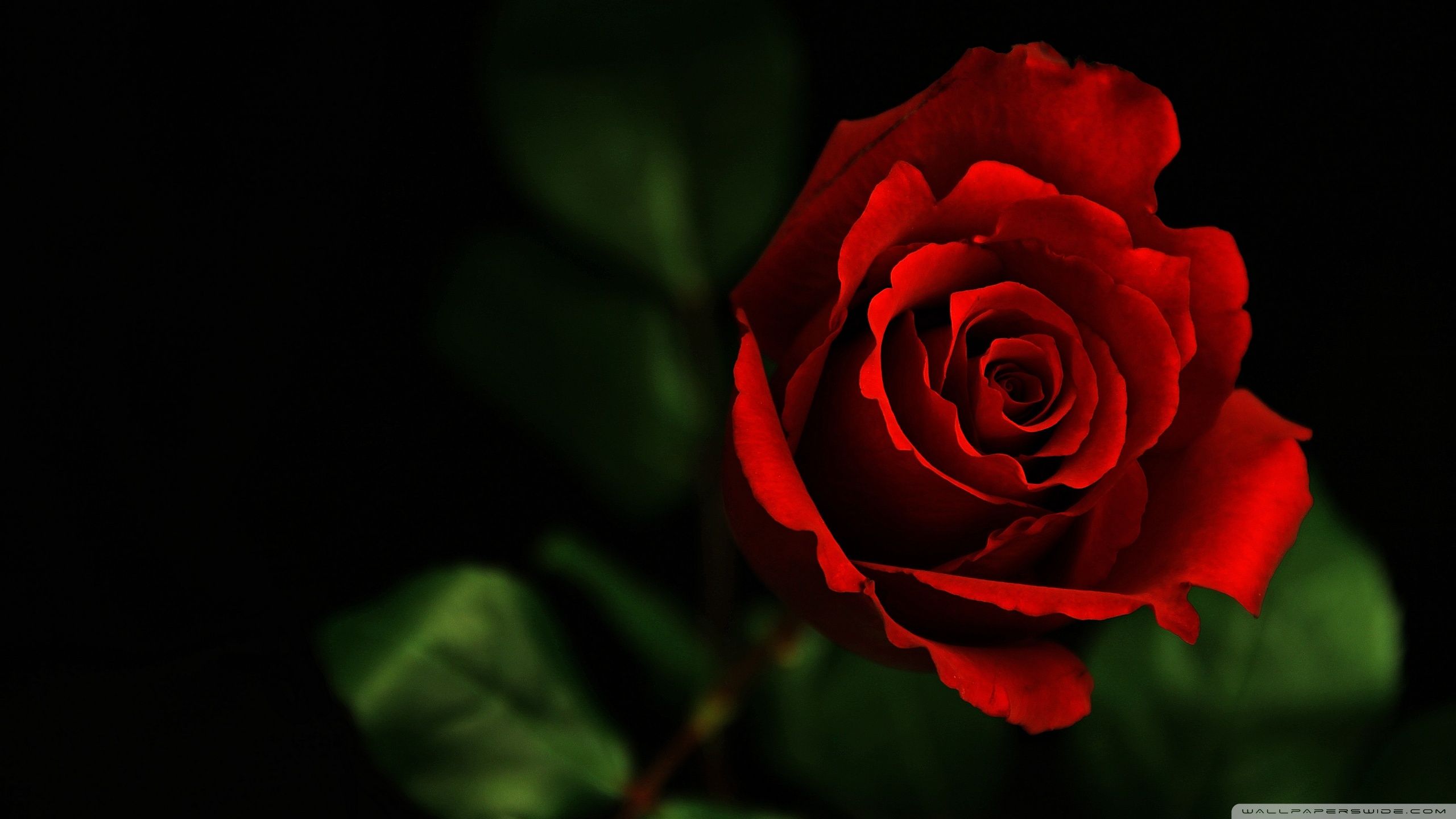 2560x1440 ROSE 4K UHD Wallpaper for UltraHD Desktop and TV : Smartphone and Tablet Devices