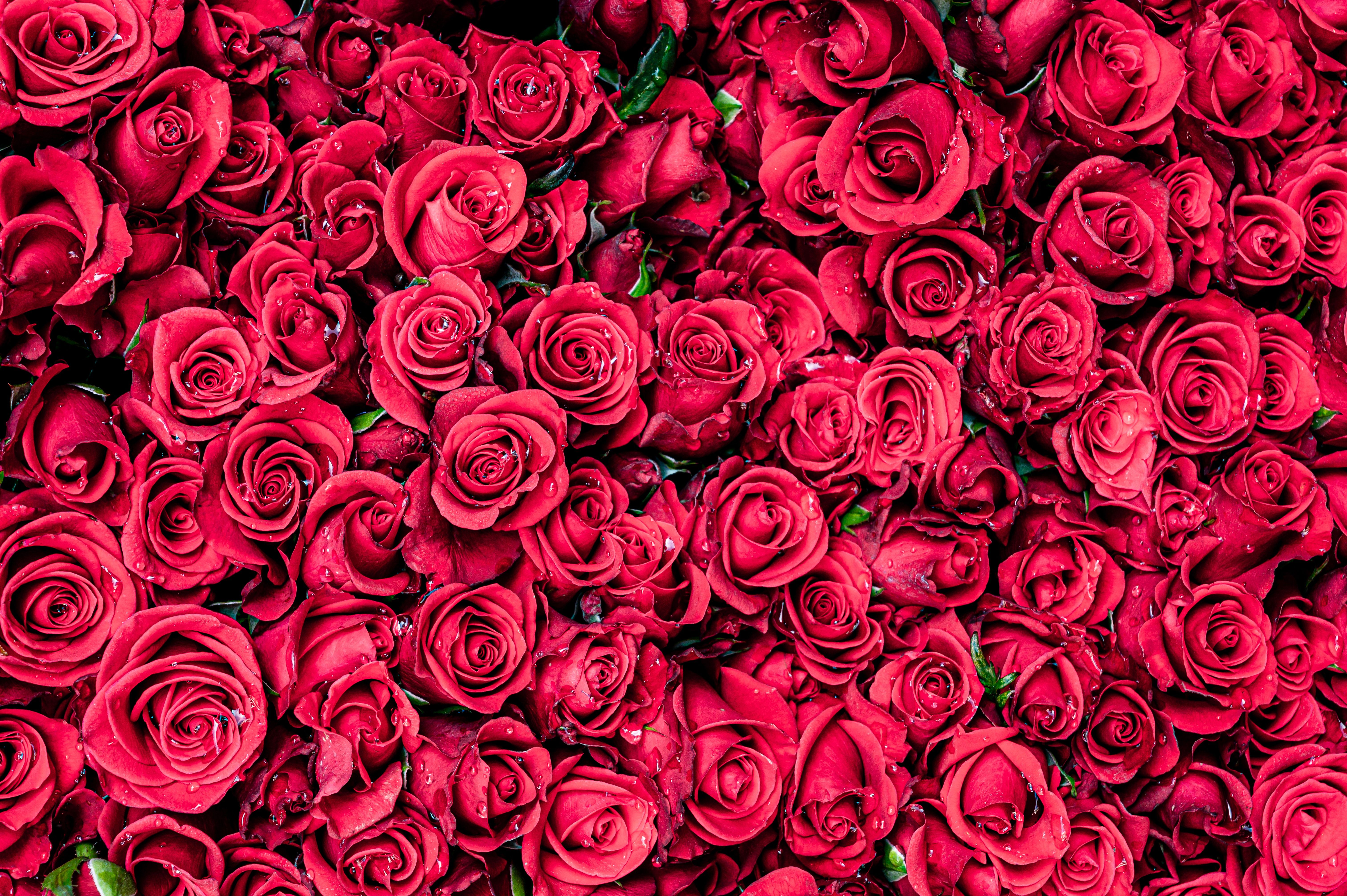 6048x4024 Download Red Flower Flower Nature Rose 4k Ultra HD Wallpaper