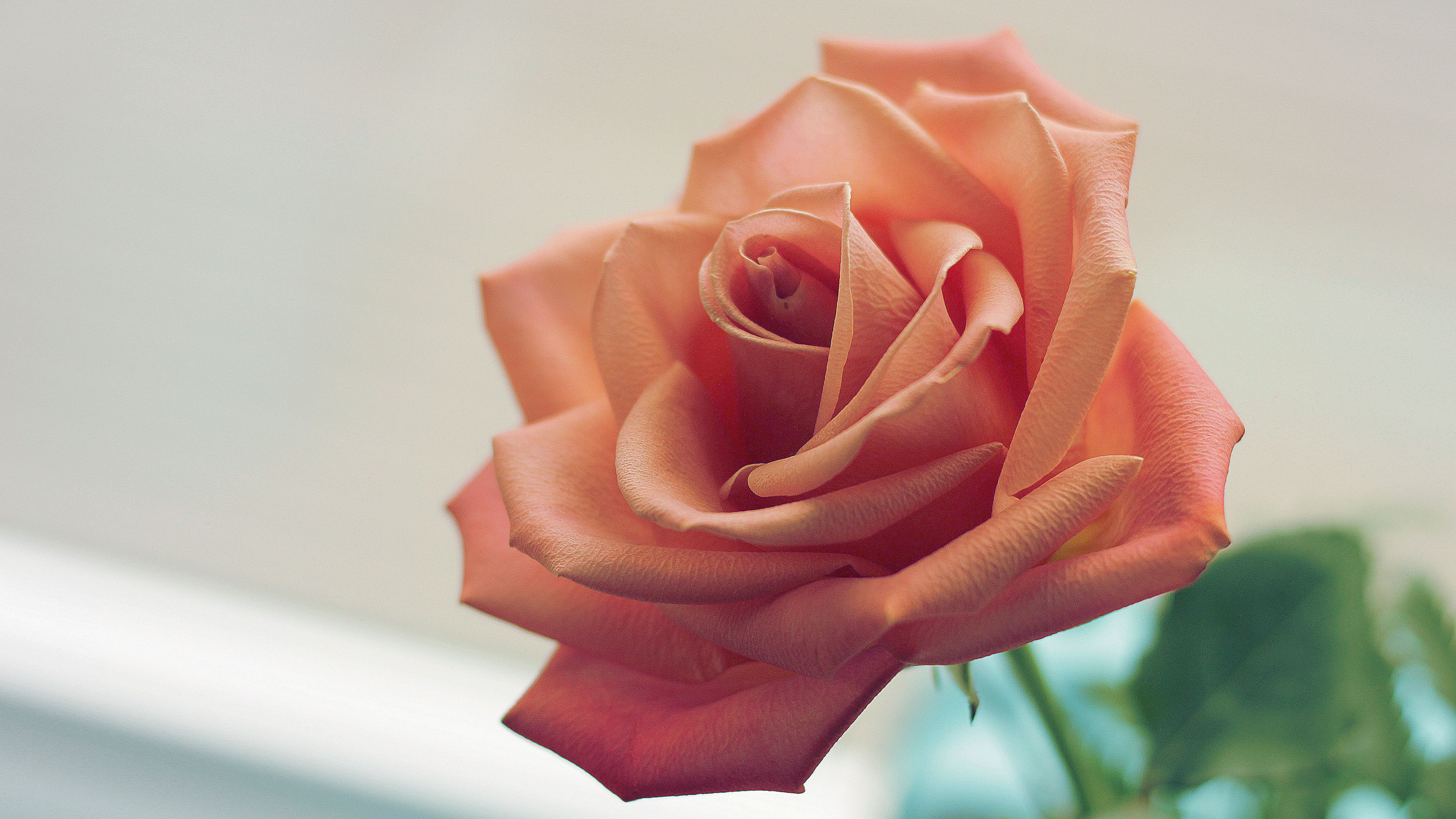 3840x2160 Pink Rose 4k 4k Wallpaper.Free 4k Wallpaper