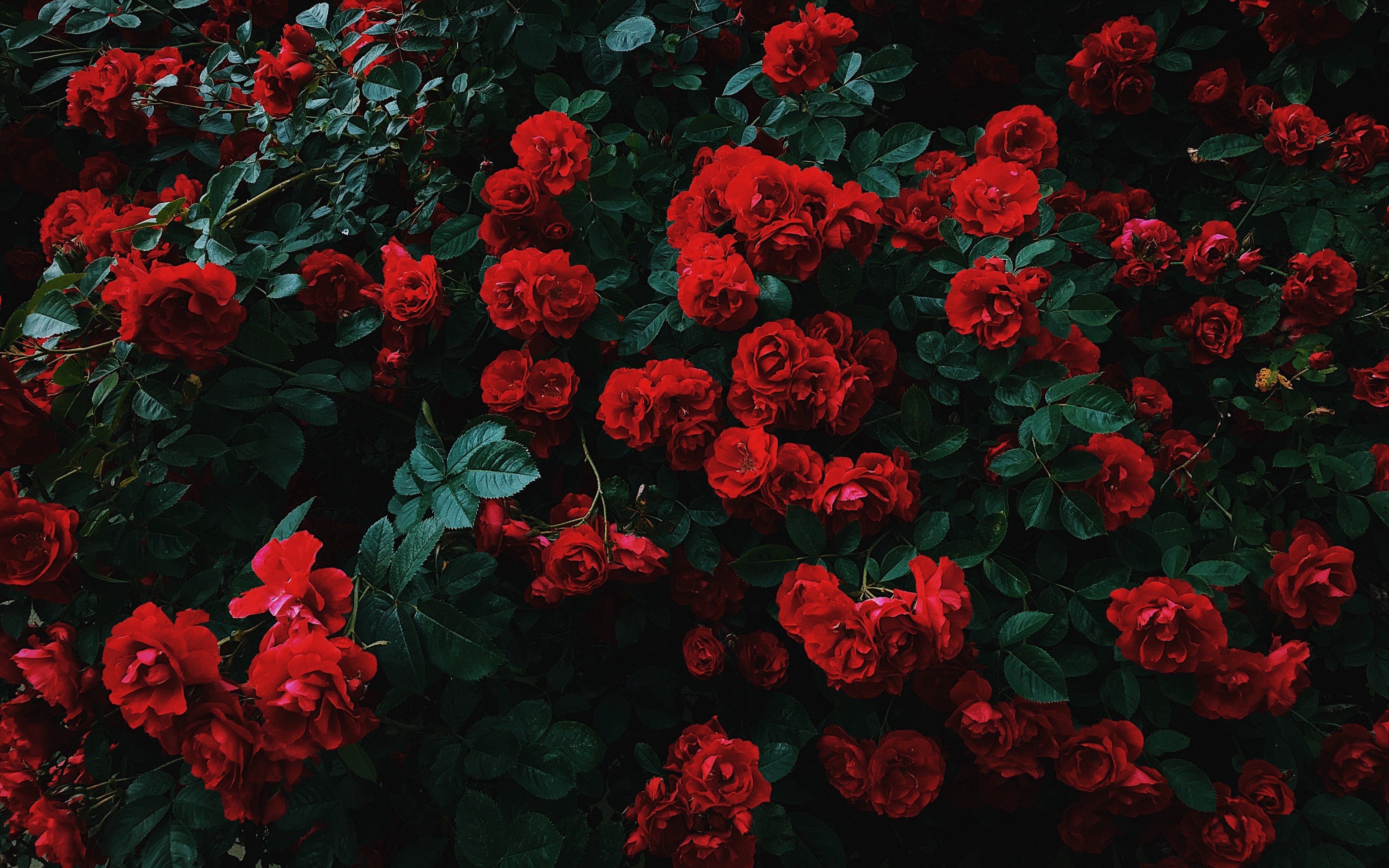 3840x2400 Bush of Roses Wallpaper 4k for Desktop