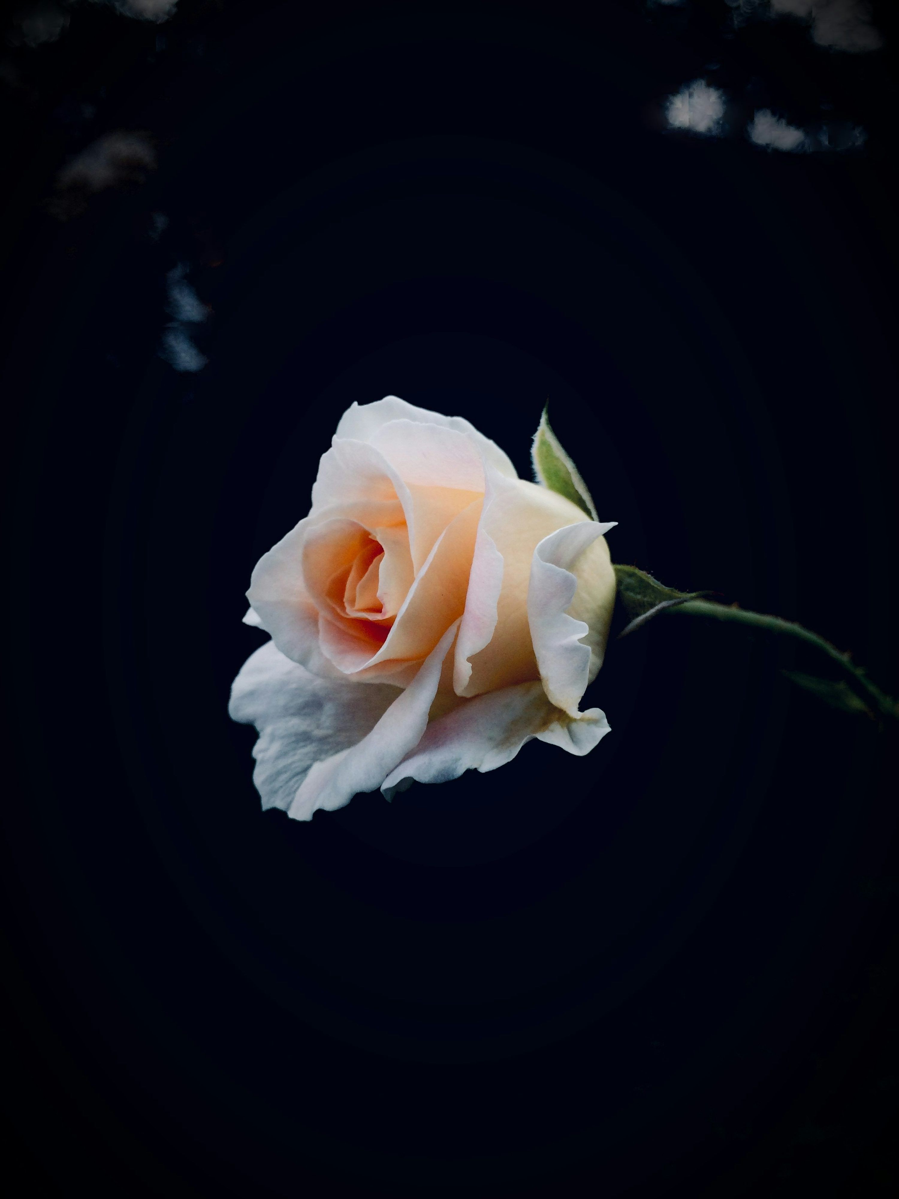 3000x4000 Rose Wallpaper: Free HD Download [HQ]