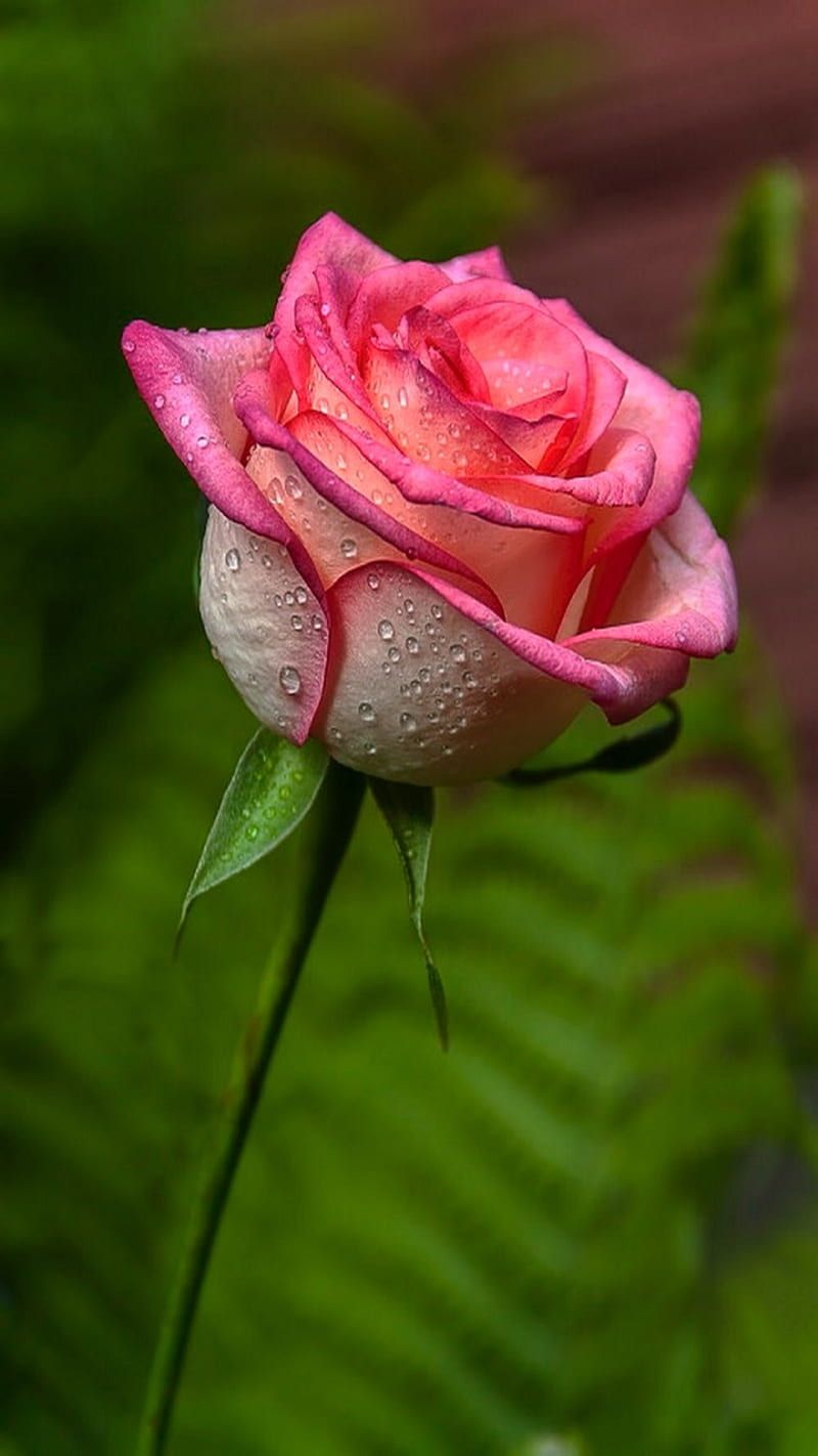 800x1422 4K Rose Wallpaper
