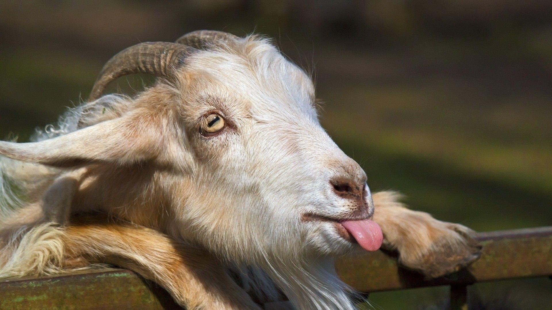 640x960 Goat got Swag iPhone 4 iPhone 4S HD 4k Wallpapers Images  Backgrounds Photos and Pictures