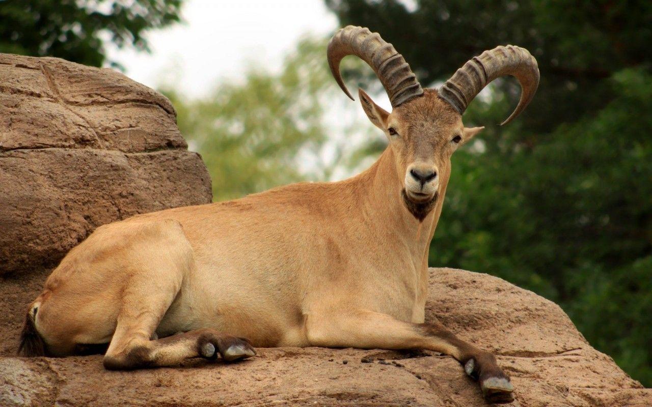 1280x800 Mountain goat, animal, animals wallpaper. Mountain goat, animal