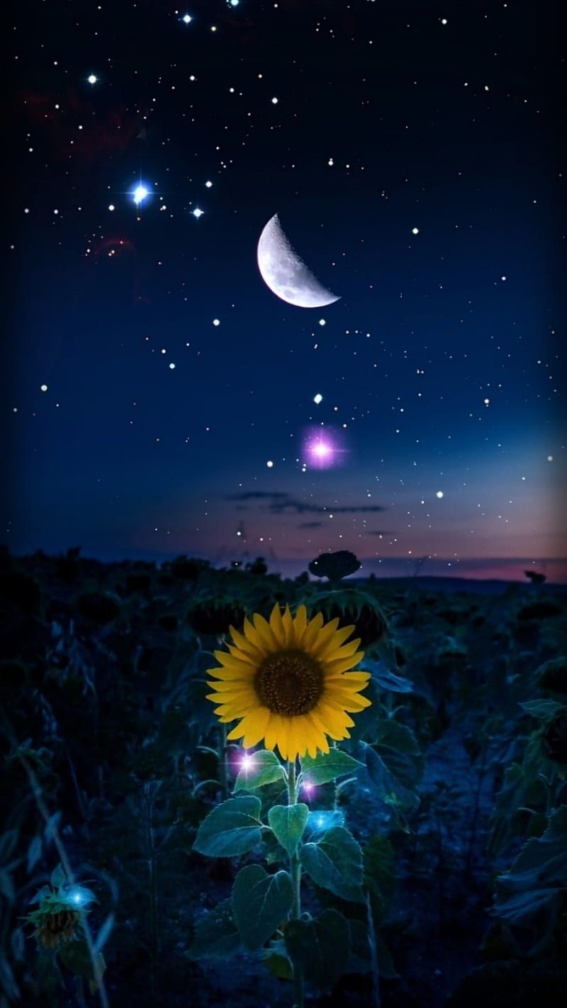 800x1422 HD tablet wallpaper