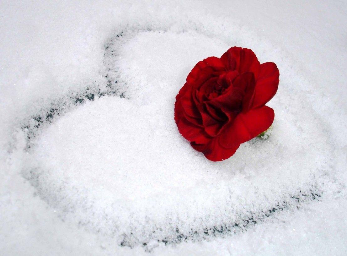 1106x815 Rose With Heart Wallpaper